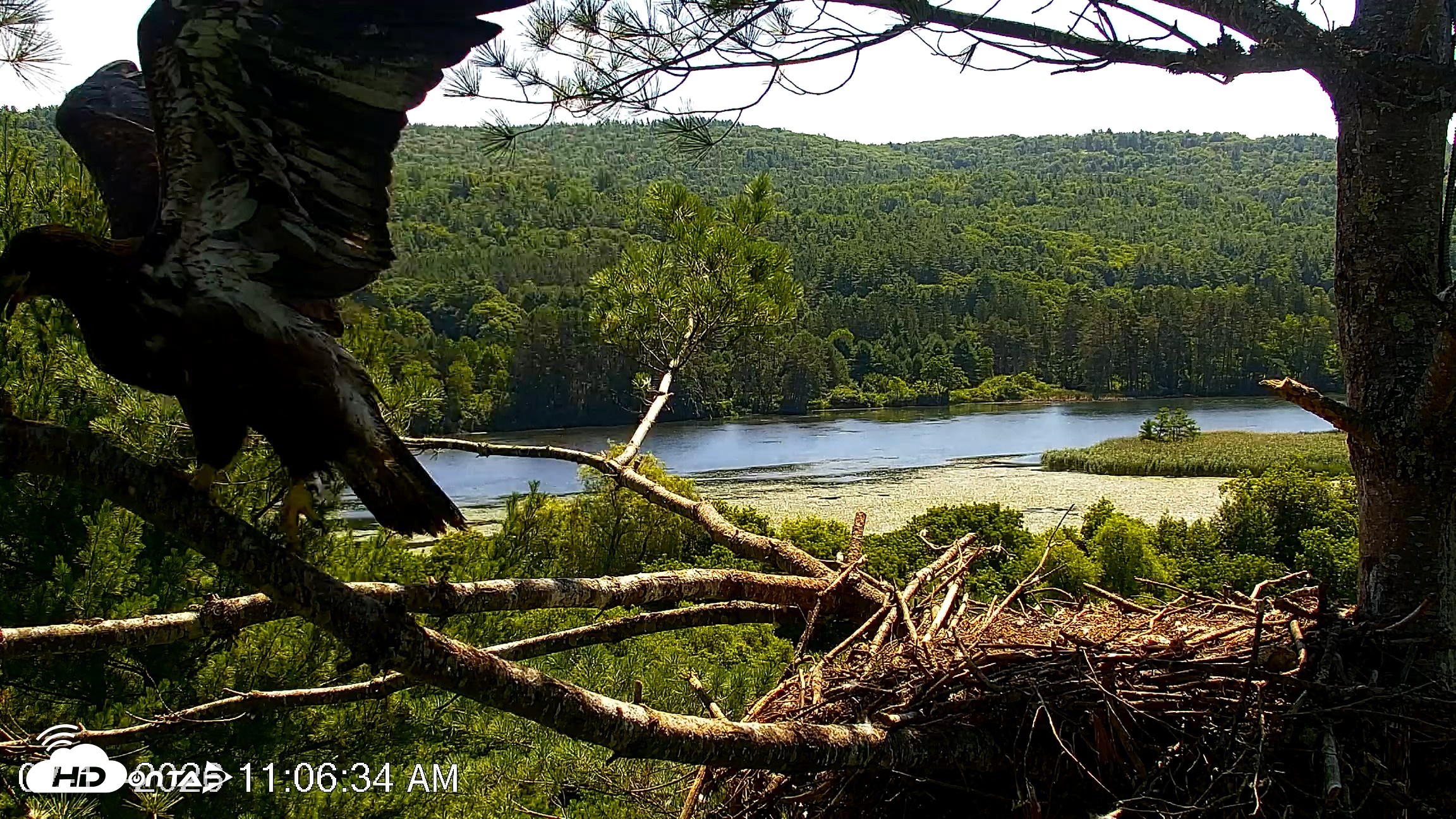 Snapshot of VINS Bald Eagles Nest Live Cams taken Jul 17, 2026, 11:07am EDT