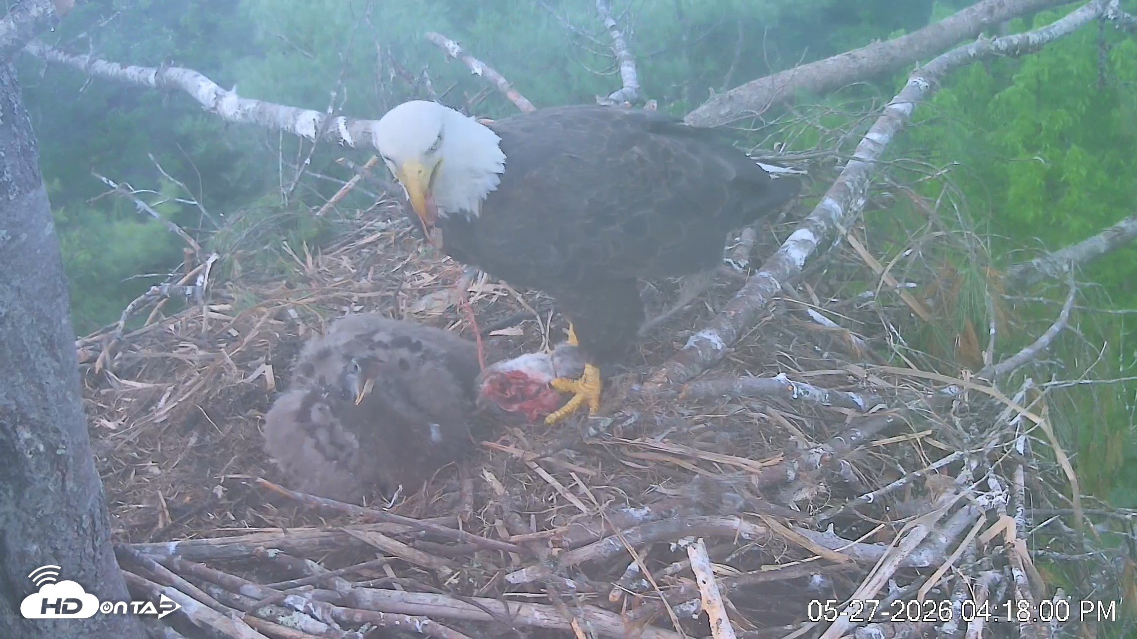 Snapshot of VINS Bald Eagles Nest Live Cams taken May 27, 2026, 4:18pm EDT