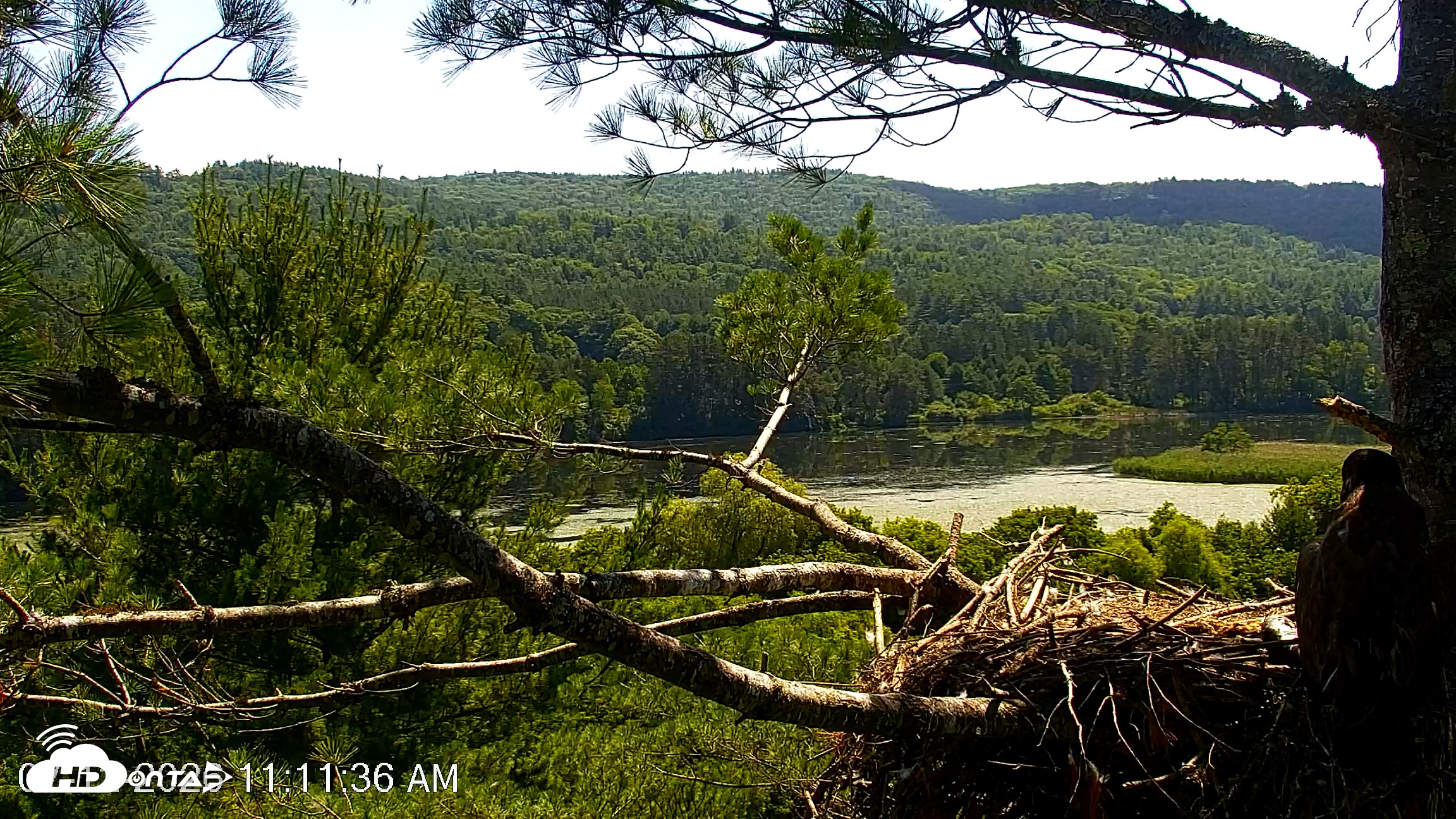 Snapshot of VINS Bald Eagles Nest Live Cams taken Jul 12, 2026, 11:13am EDT