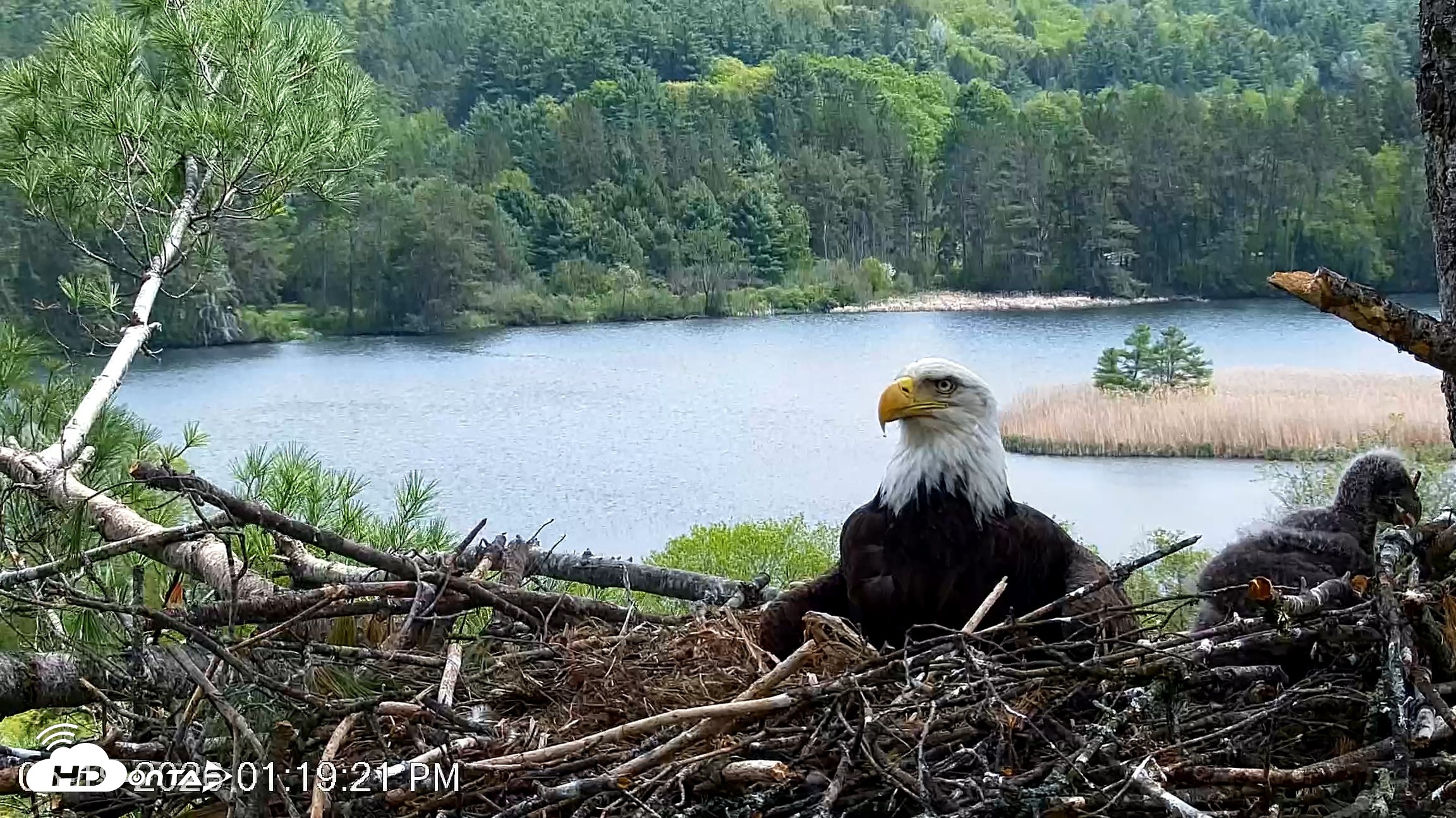 Snapshot of VINS Bald Eagles Nest Live Cams taken May 19, 2026, 1:20pm EDT