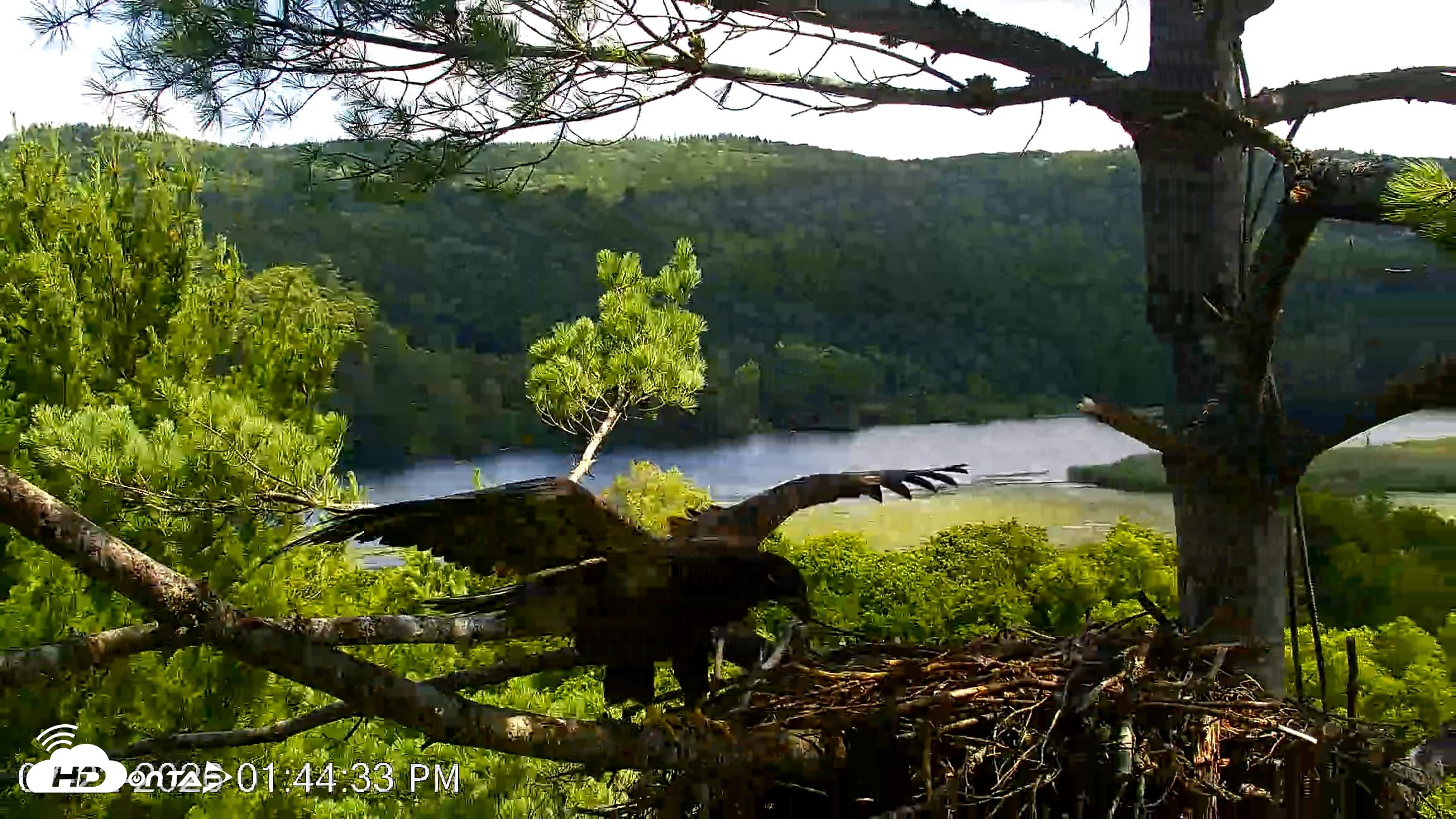 Snapshot of VINS Bald Eagles Nest Live Cams taken Jul 22, 2026, 1:45pm EDT