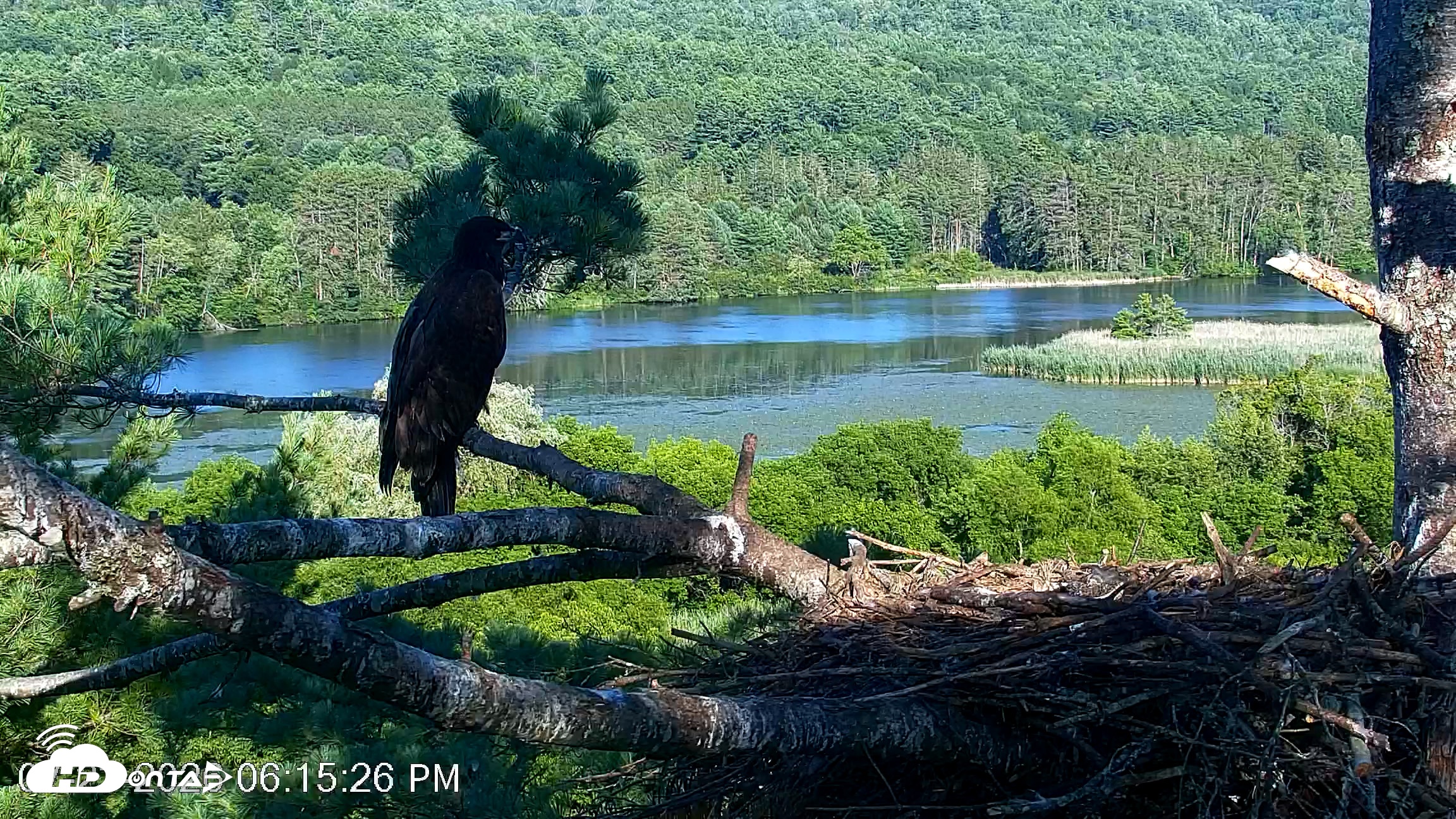 Snapshot of VINS Bald Eagles Nest Live Cams taken Jul 23, 2026, 6:16pm EDT