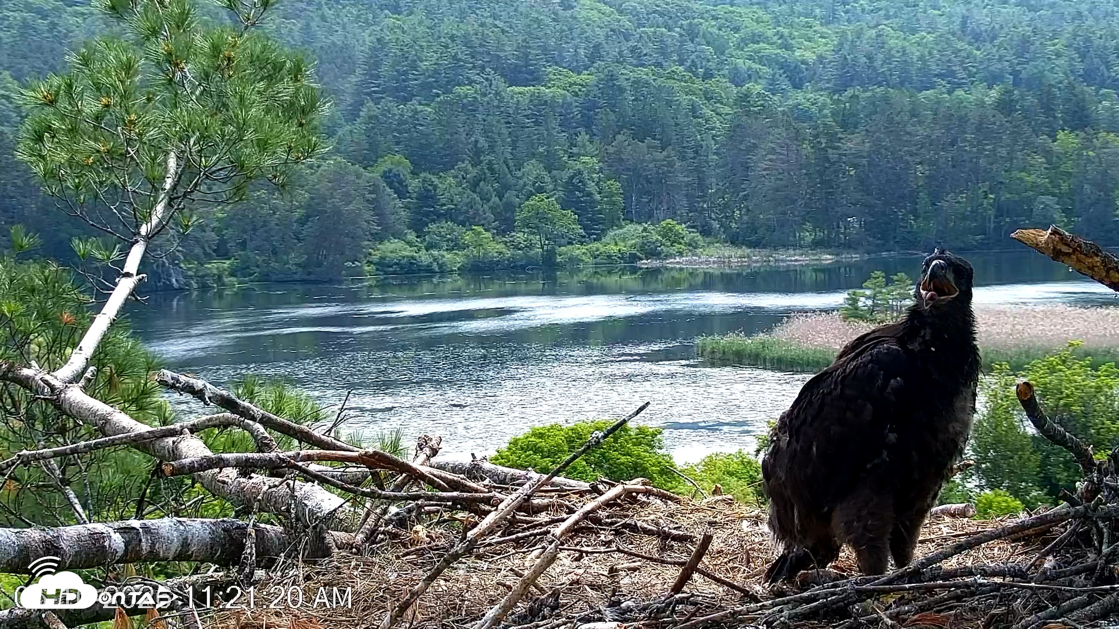 Snapshot of VINS Bald Eagles Nest Live Cams taken Jun 10, 2026, 11:21am EDT