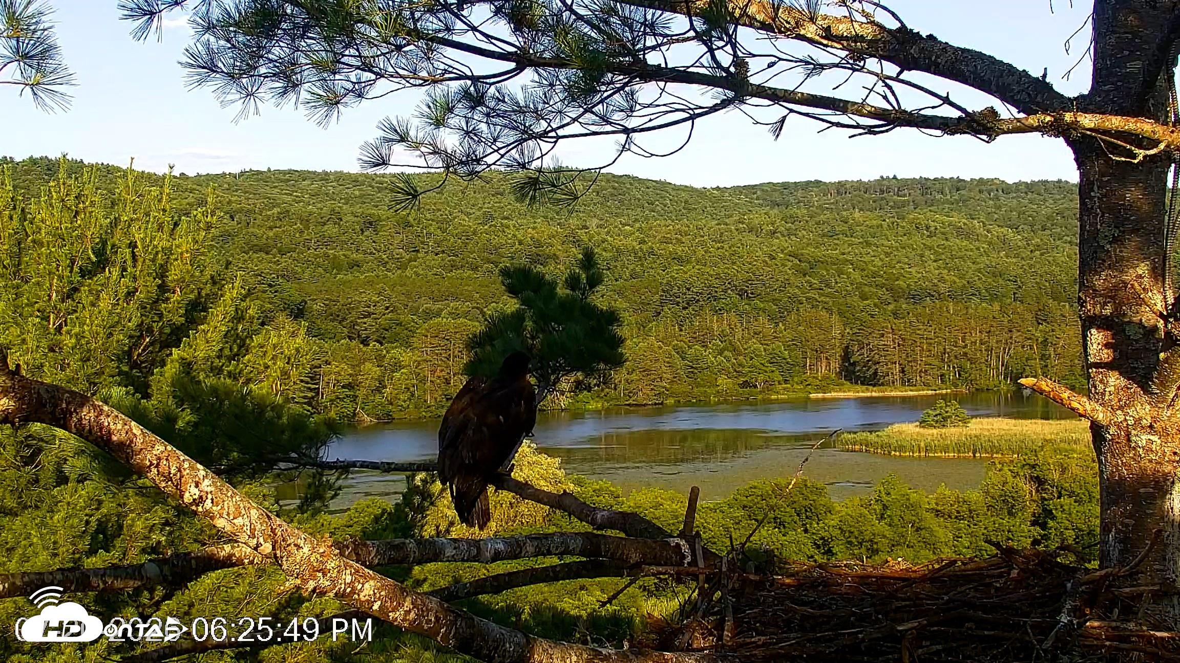 Snapshot of VINS Bald Eagles Nest Live Cams taken Jul 20, 2026, 6:26pm EDT