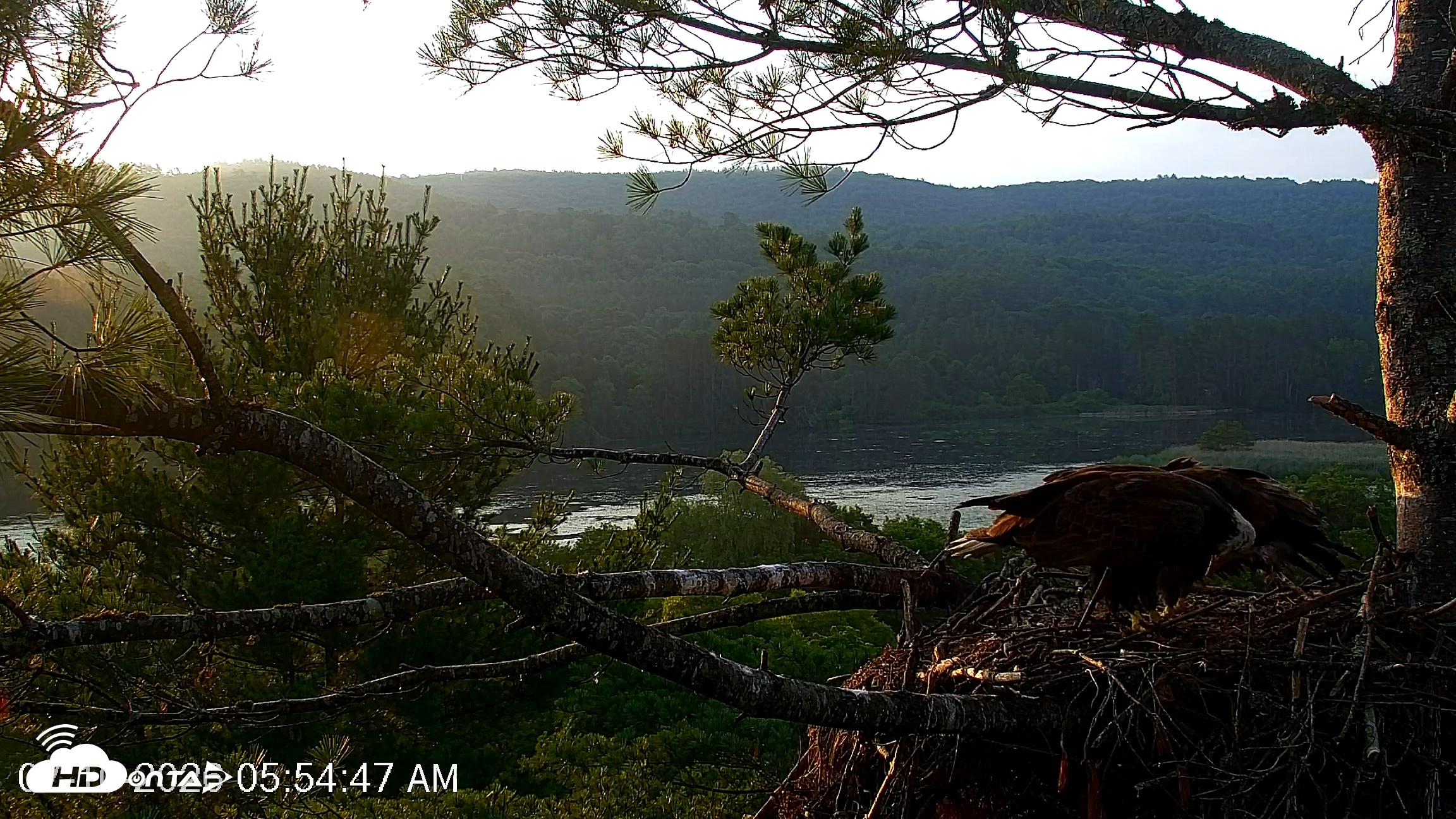 Snapshot of VINS Bald Eagles Nest Live Cams taken Jul 10, 2026, 5:55am EDT