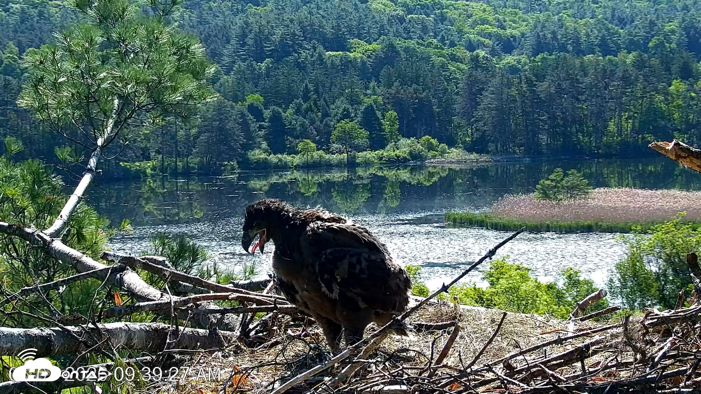 Snapshot of VINS Bald Eagles Nest Live Cams taken Jun 3, 2026, 9:40am EDT