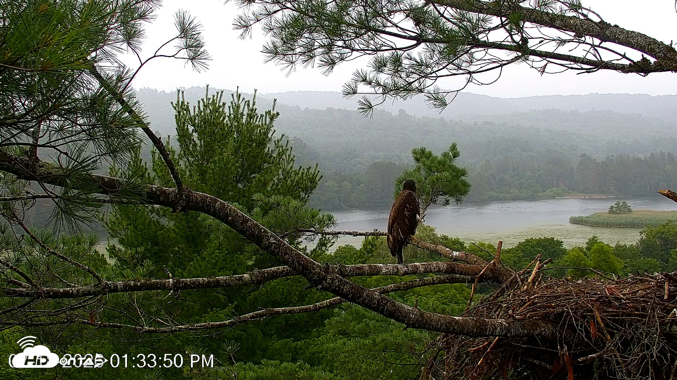 Snapshot of VINS Bald Eagles Nest Live Cams taken Jul 18, 2026, 1:34pm EDT