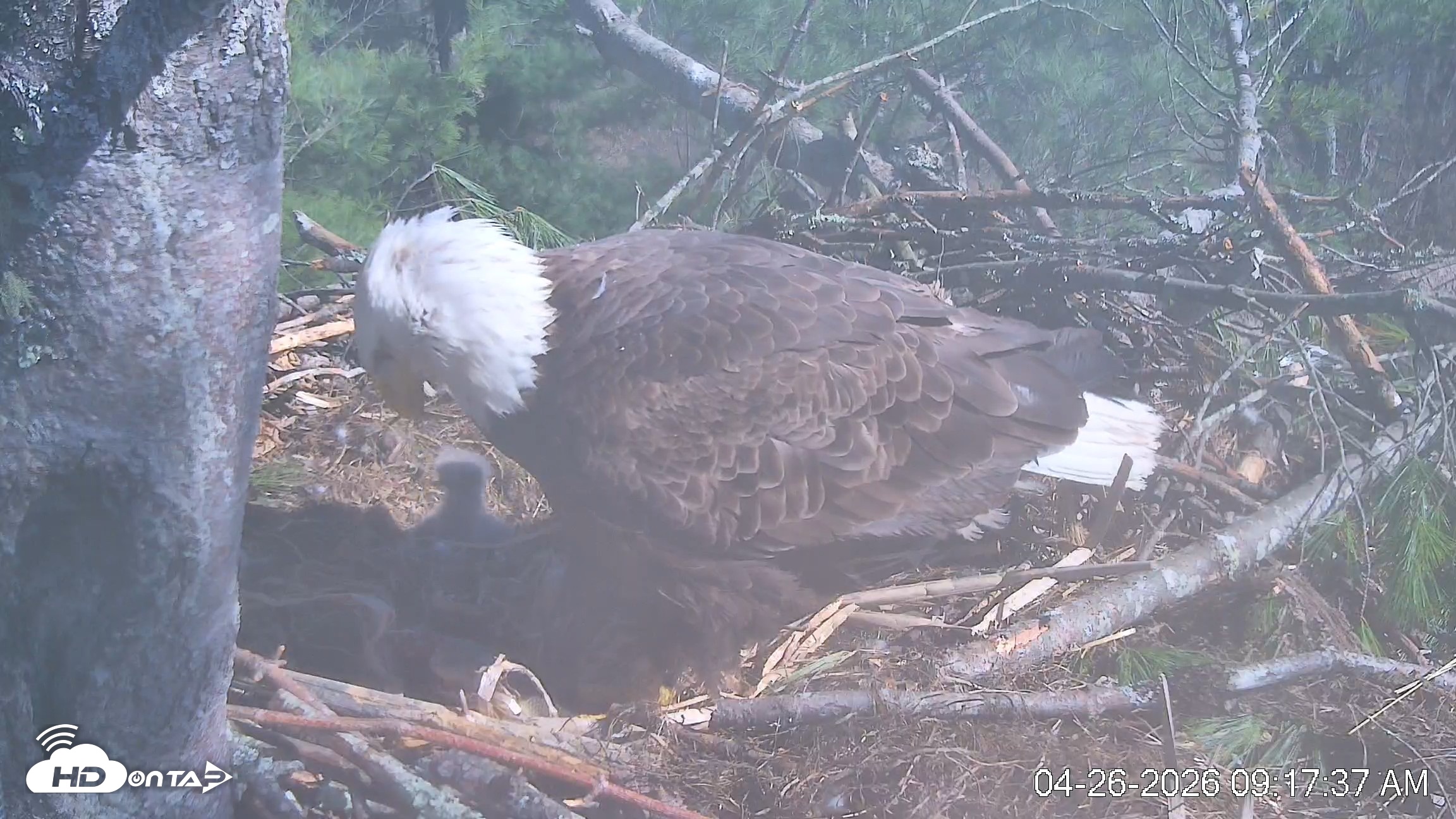 Snapshot of VINS Bald Eagles Nest Live Cams taken Apr 26, 2026, 9:18am EDT