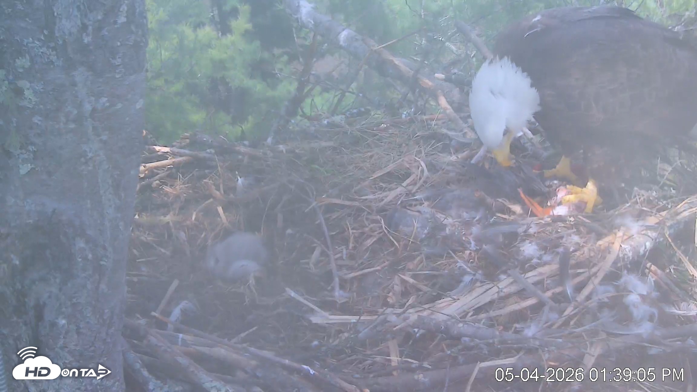 Snapshot of VINS Bald Eagles Nest Live Cams taken May 4, 2026, 1:39pm EDT