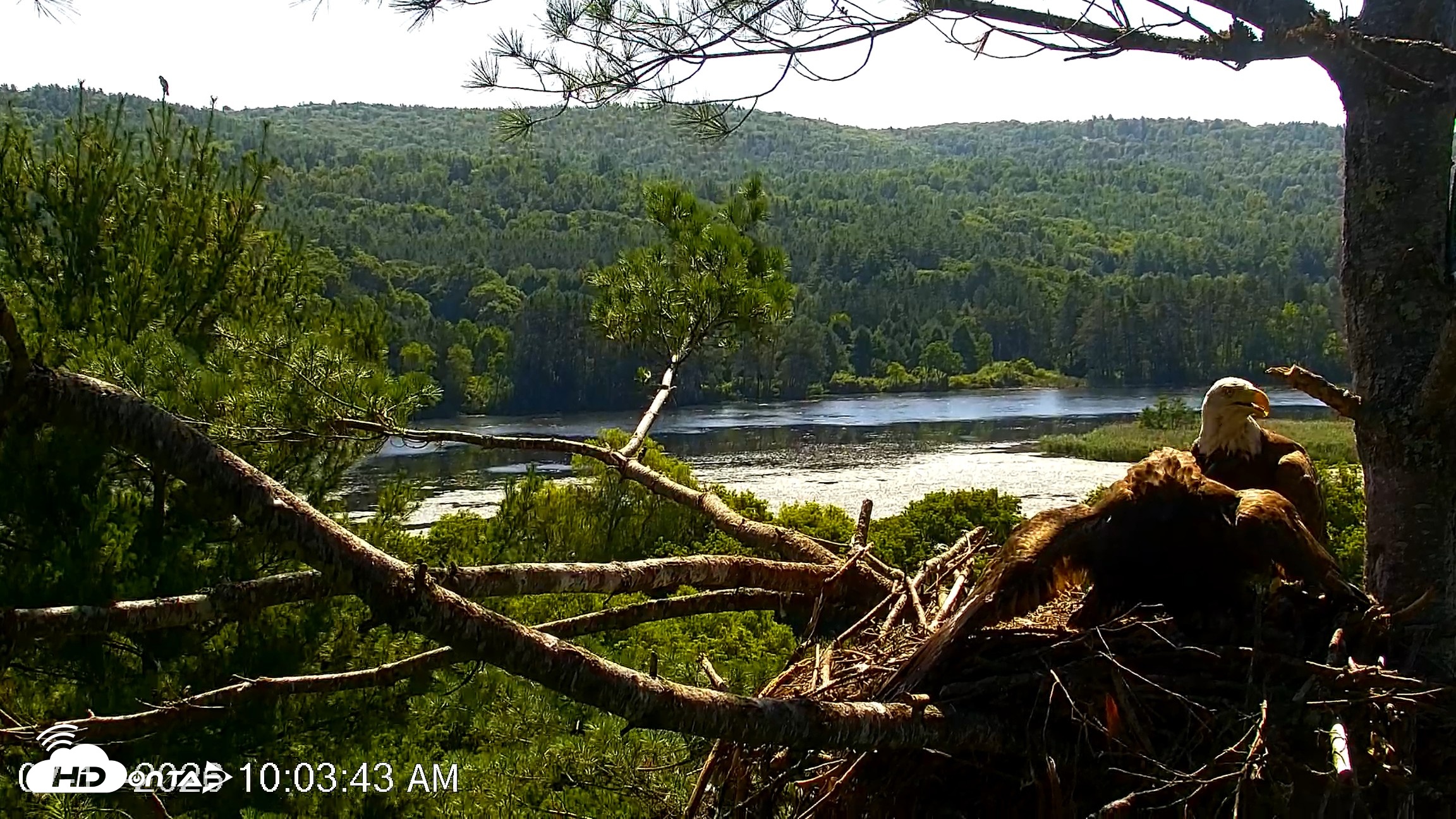 Snapshot of VINS Bald Eagles Nest Live Cams taken Jul 17, 2026, 10:04am EDT