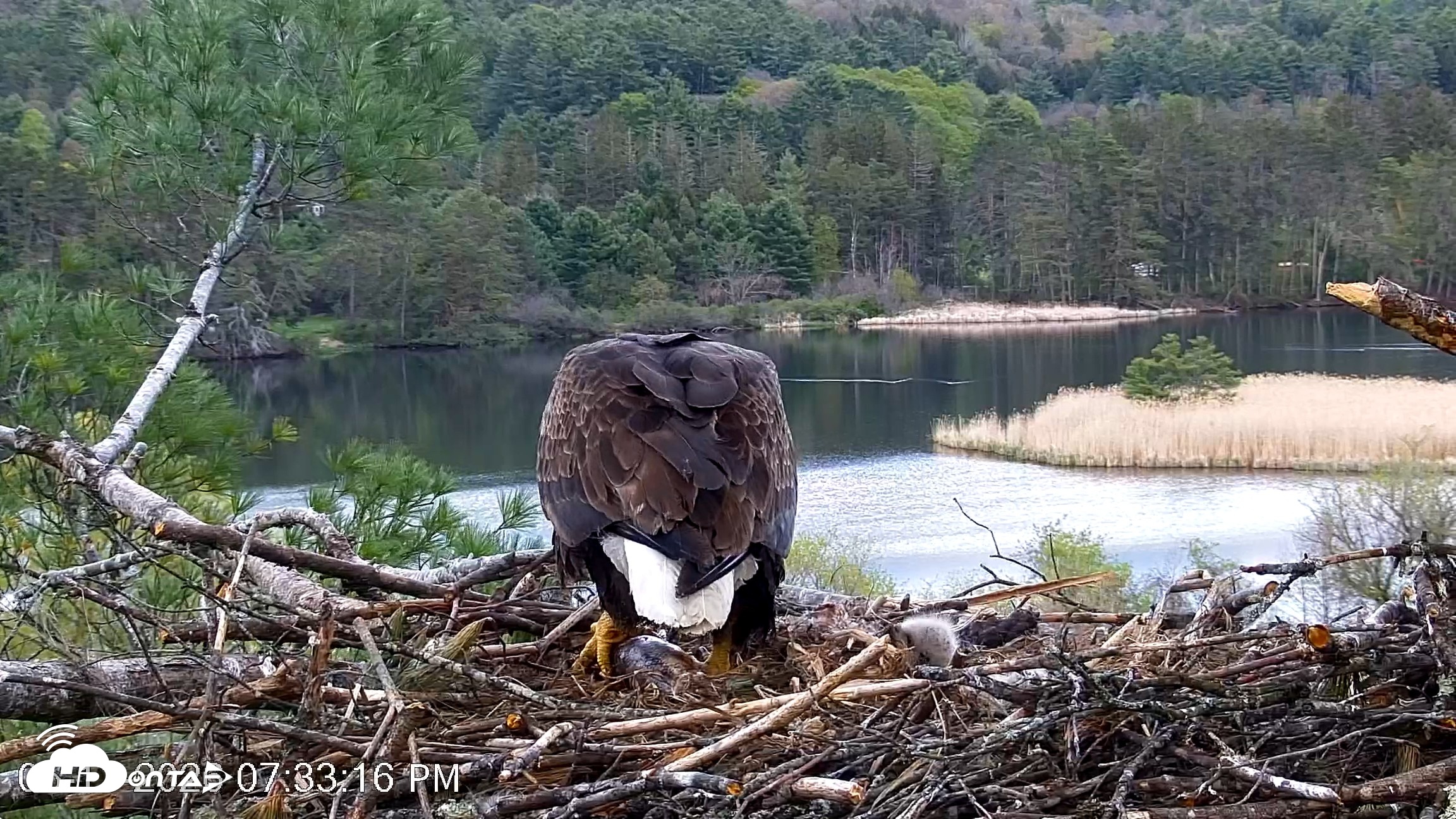 Snapshot of VINS Bald Eagles Nest Live Cams taken May 11, 2026, 7:34pm EDT
