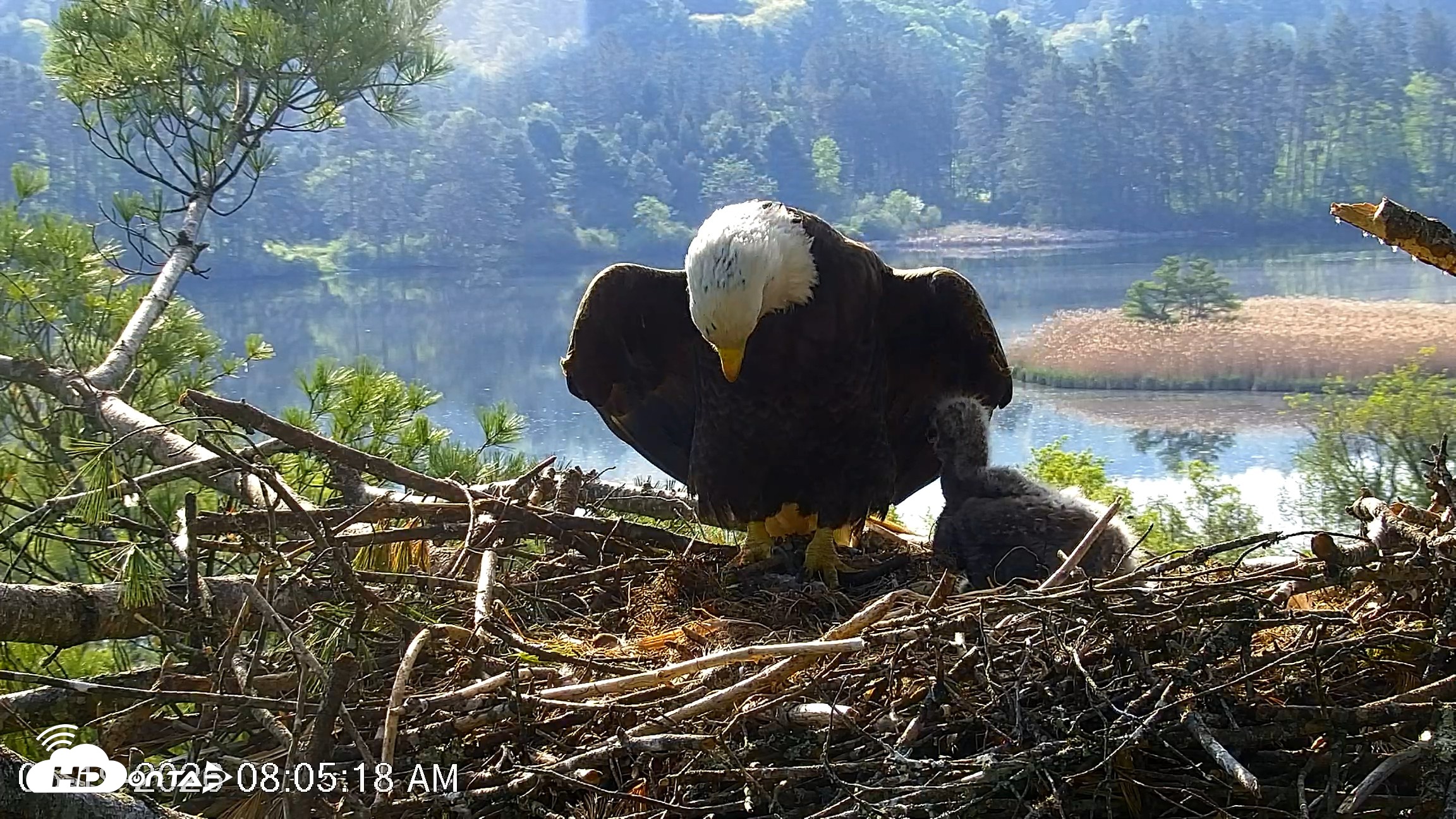 Snapshot of VINS Bald Eagles Nest Live Cams taken May 19, 2026, 8:06am EDT