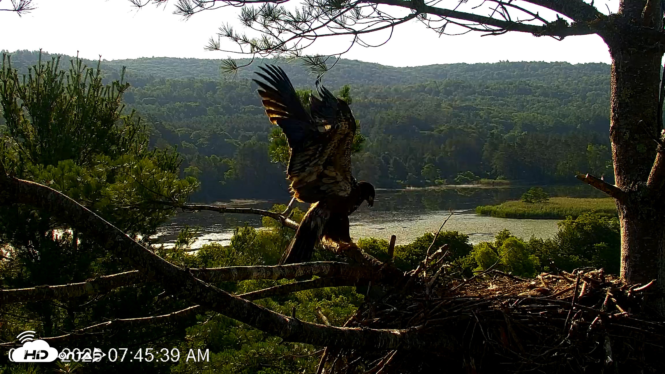 Snapshot of VINS Bald Eagles Nest Live Cams taken Jul 17, 2026, 7:46am EDT