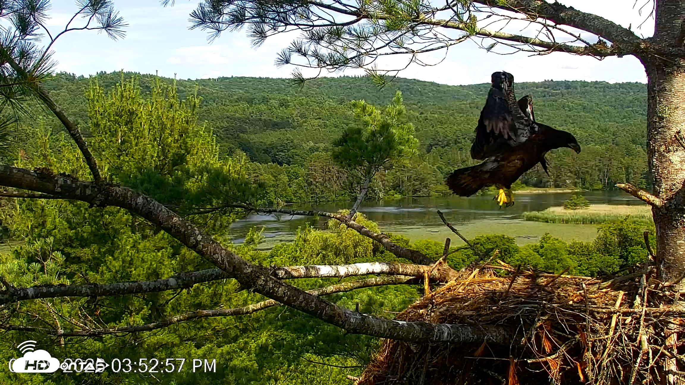 Snapshot of VINS Bald Eagles Nest Live Cams taken Jul 9, 2026, 3:55pm EDT