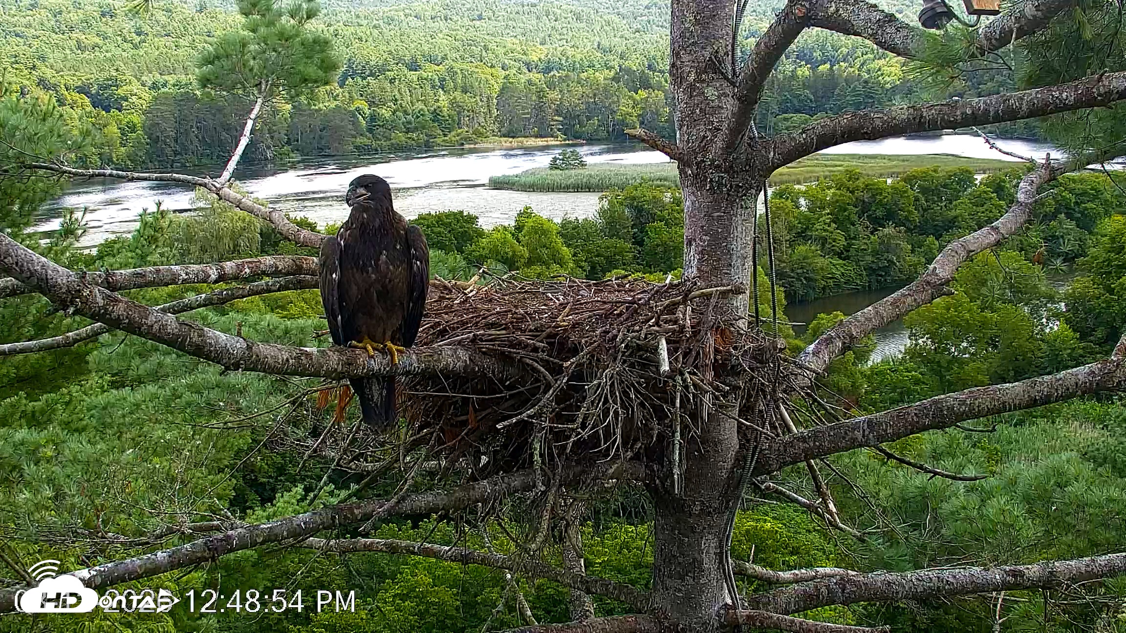 Snapshot of VINS Bald Eagles Nest Live Cams taken Aug 12, 2026, 12:49pm EDT