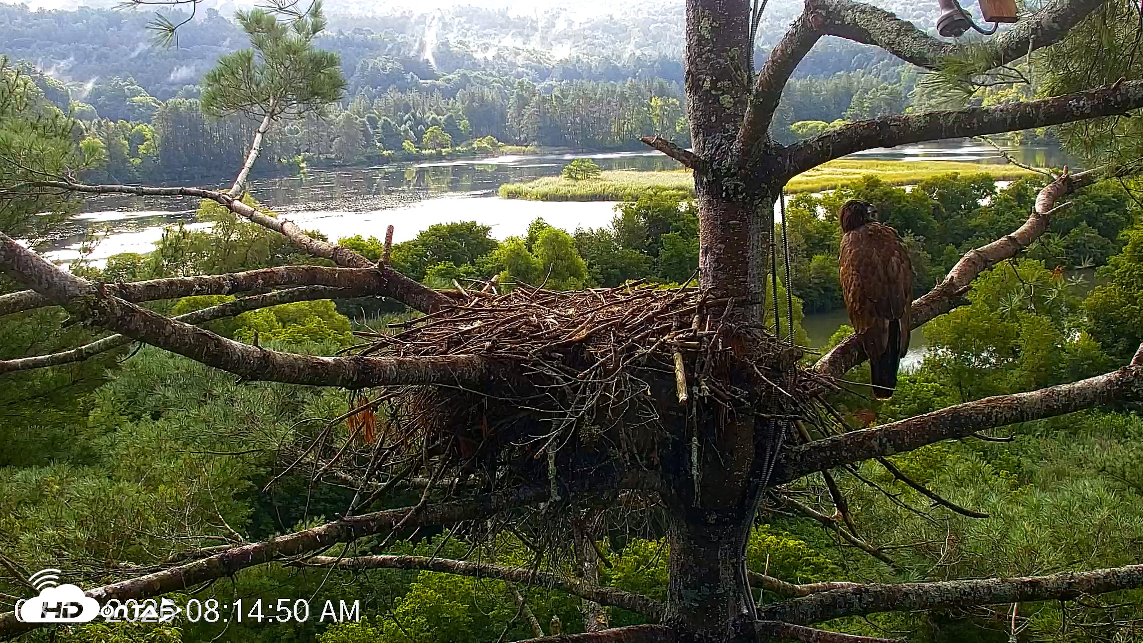 Snapshot of VINS Bald Eagles Nest Live Cams taken Aug 13, 2026, 8:15am EDT