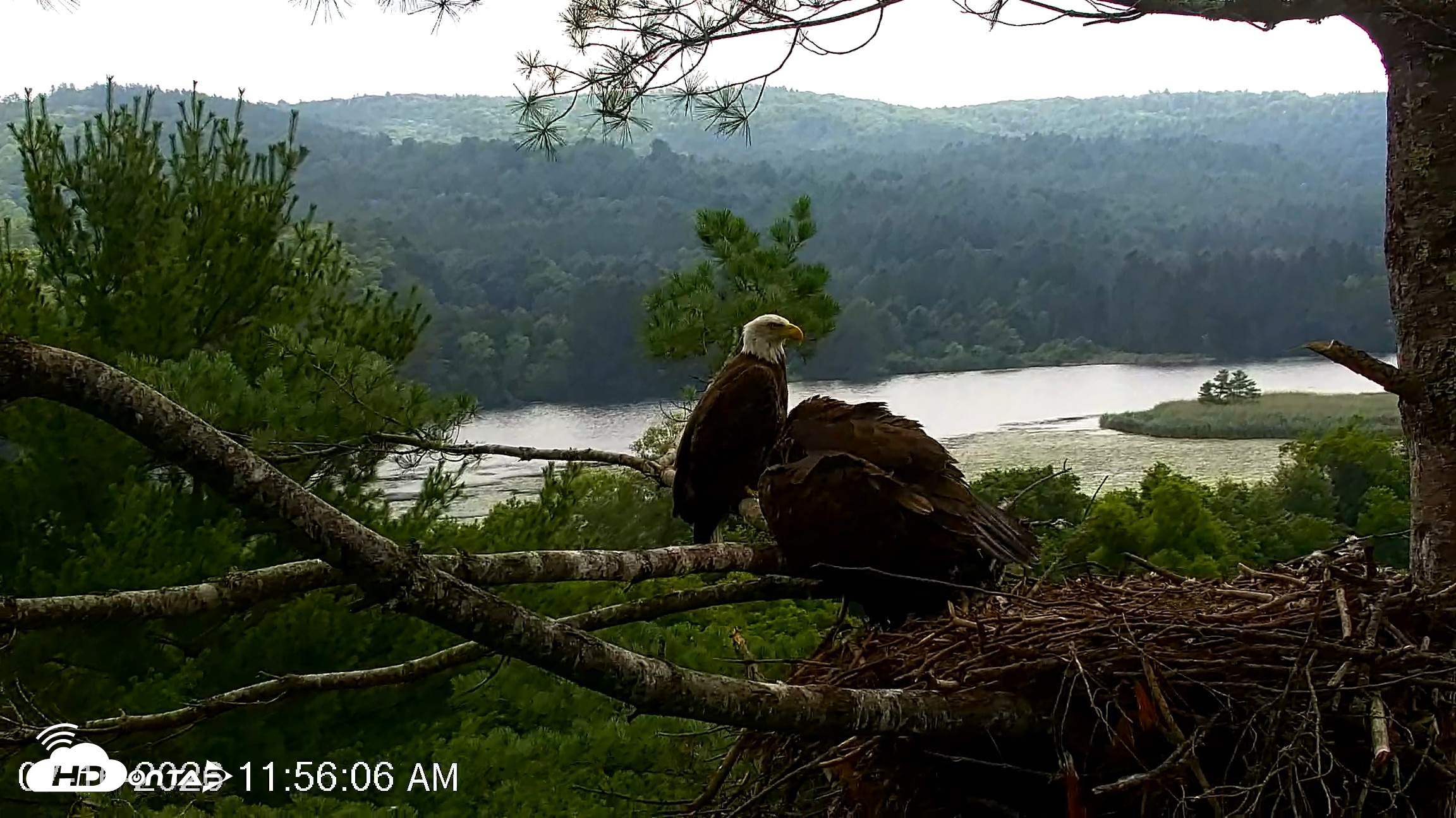 Snapshot of VINS Bald Eagles Nest Live Cams taken Jul 16, 2026, 11:57am EDT