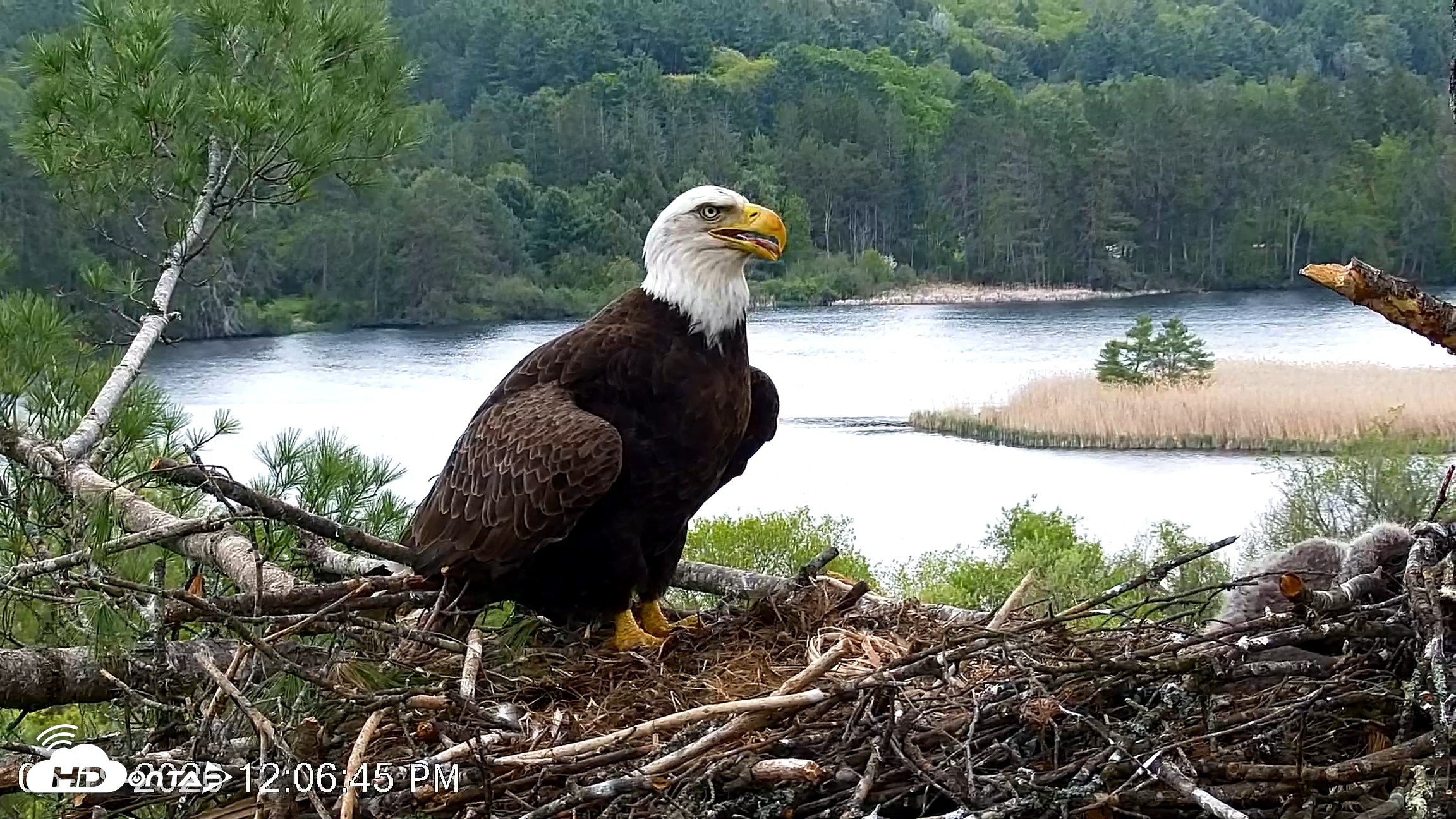 Snapshot of VINS Bald Eagles Nest Live Cams taken May 19, 2026, 12:07pm EDT