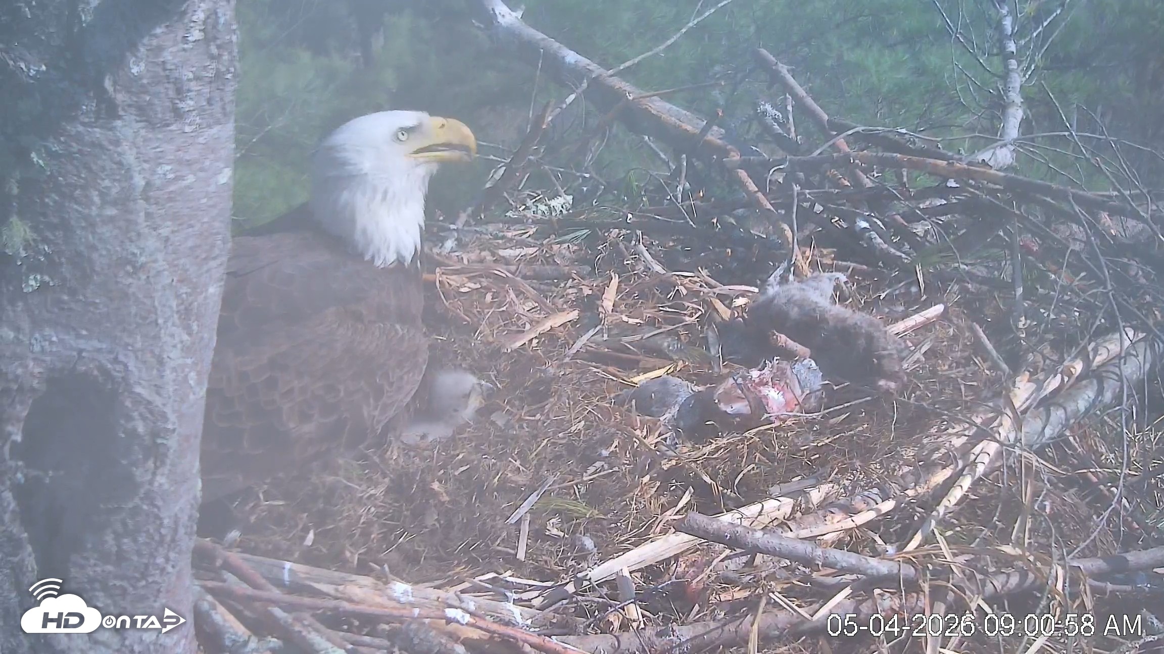 Snapshot of VINS Bald Eagles Nest Live Cams taken May 4, 2026, 9:01am EDT