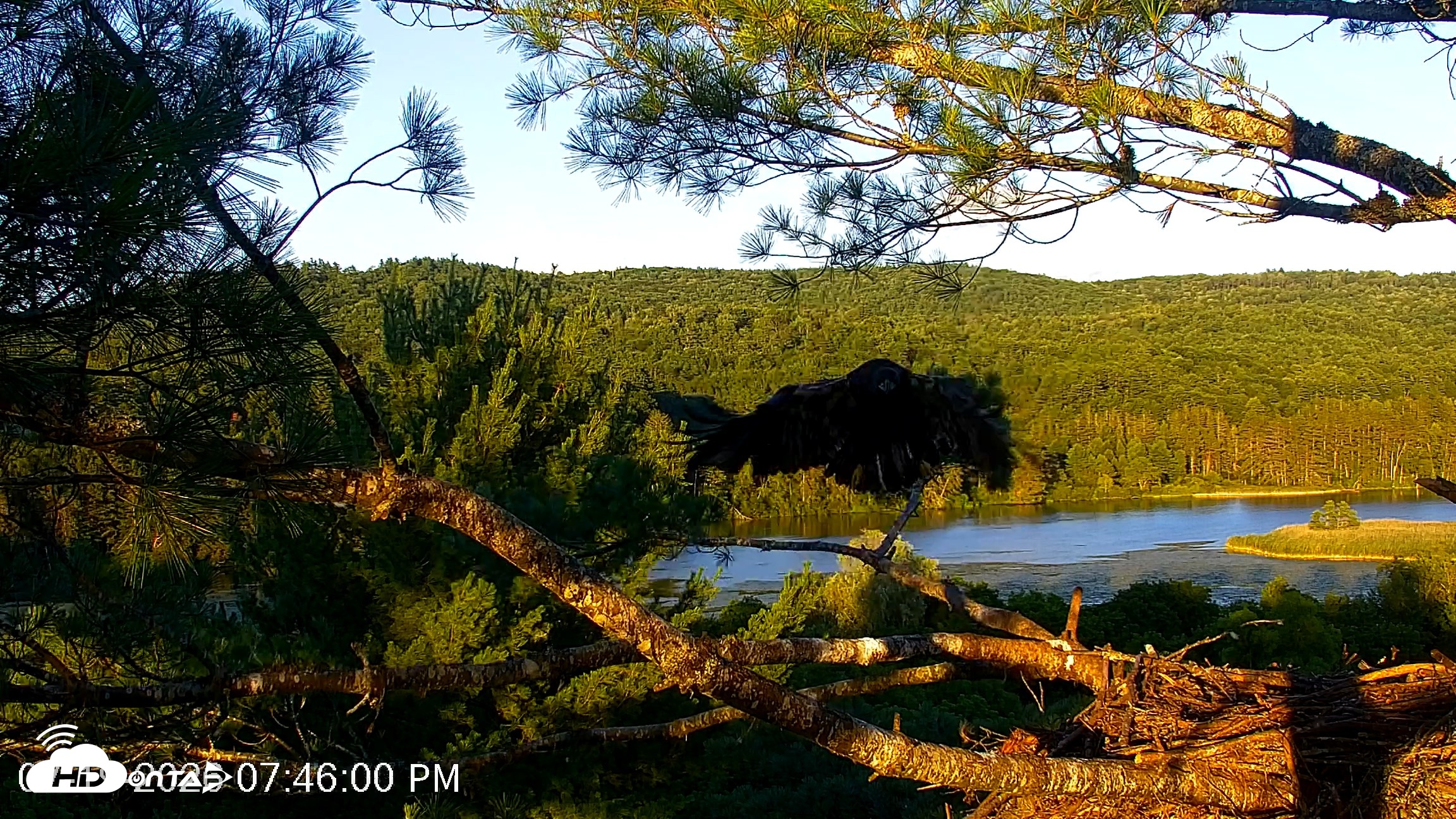 Snapshot of VINS Bald Eagles Nest Live Cams taken Jul 19, 2026, 7:46pm EDT