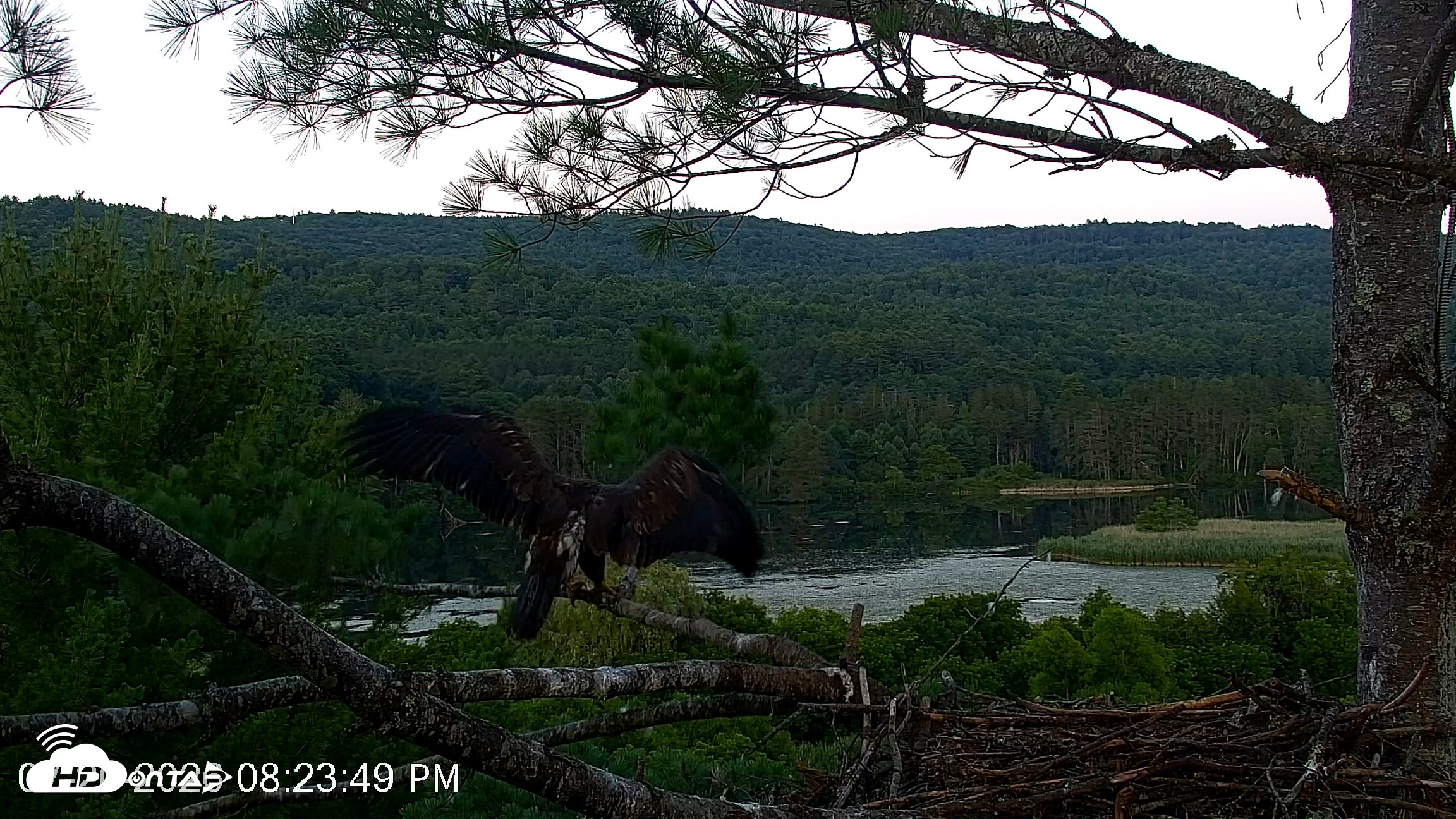 Snapshot of VINS Bald Eagles Nest Live Cams taken Jul 20, 2026, 8:24pm EDT