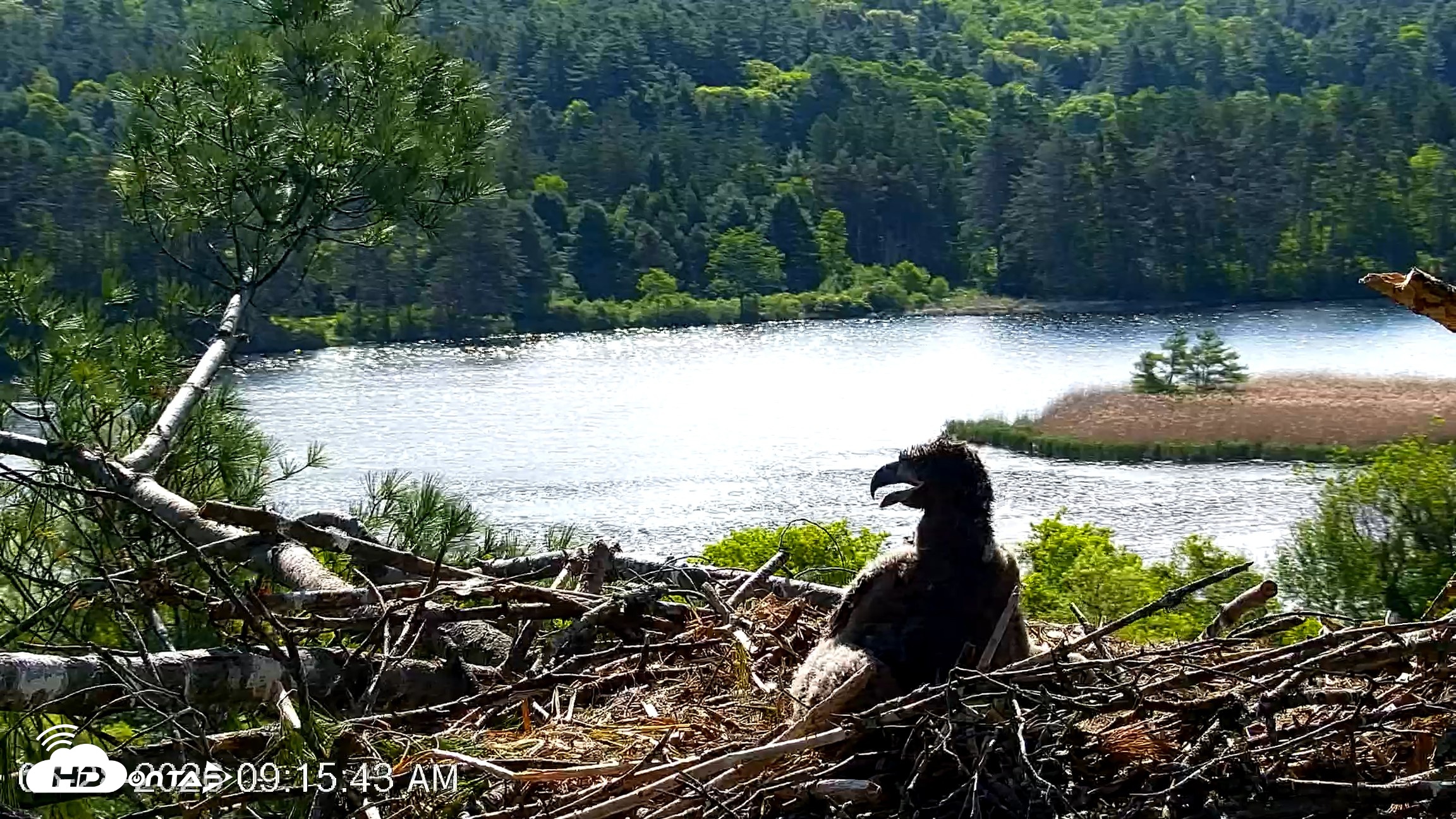 Snapshot of VINS Bald Eagles Nest Live Cams taken May 28, 2026, 9:17am EDT