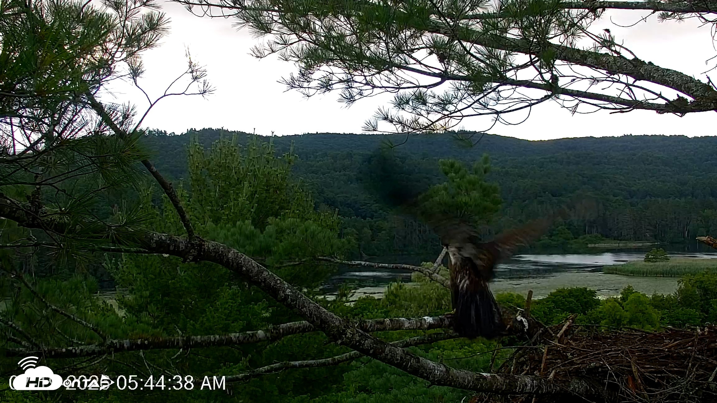 Snapshot of VINS Bald Eagles Nest Live Cams taken Jul 19, 2026, 5:46am EDT