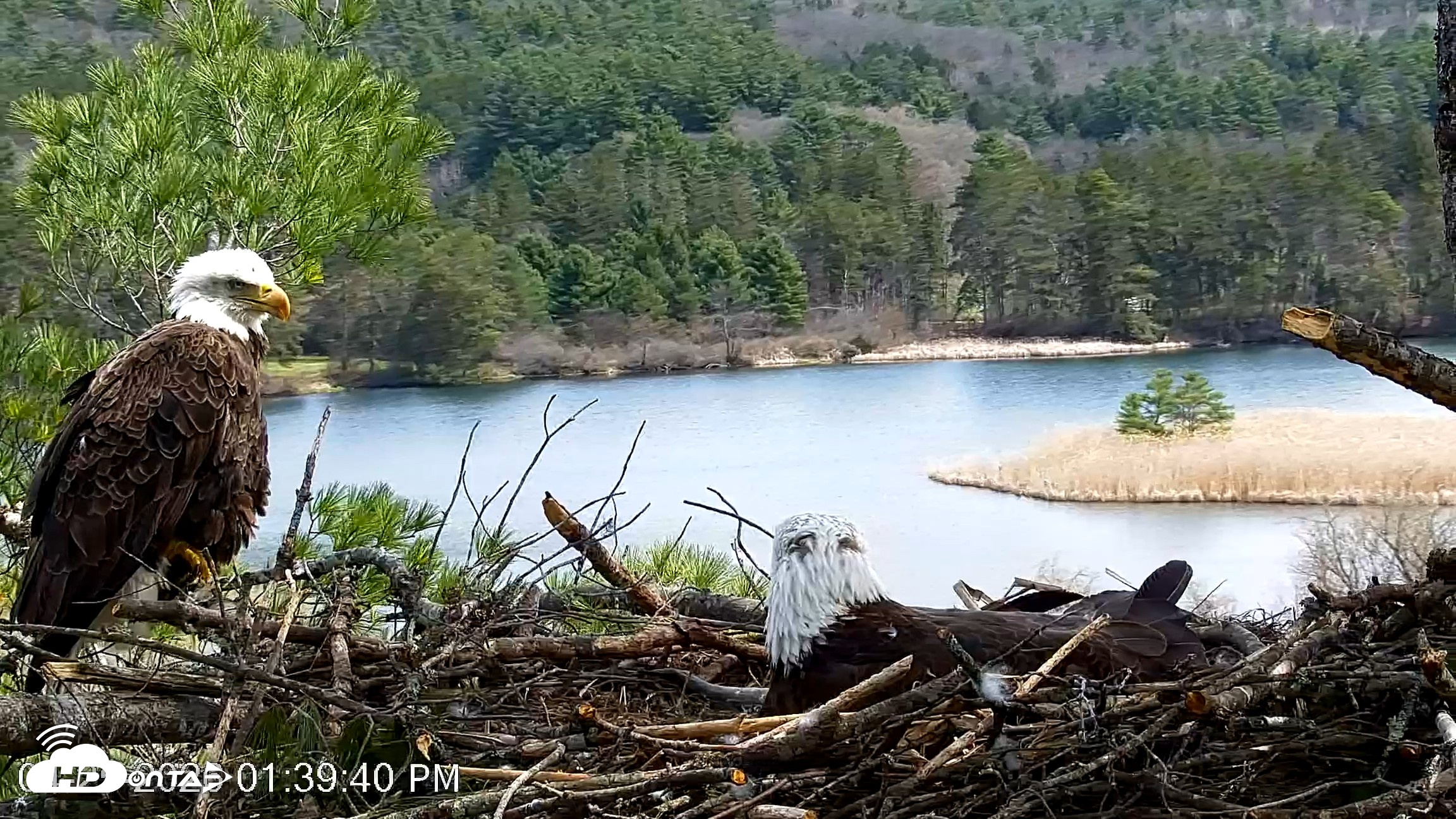 Snapshot of VINS Bald Eagles Nest Live Cams taken Apr 25, 2026, 1:40pm EDT