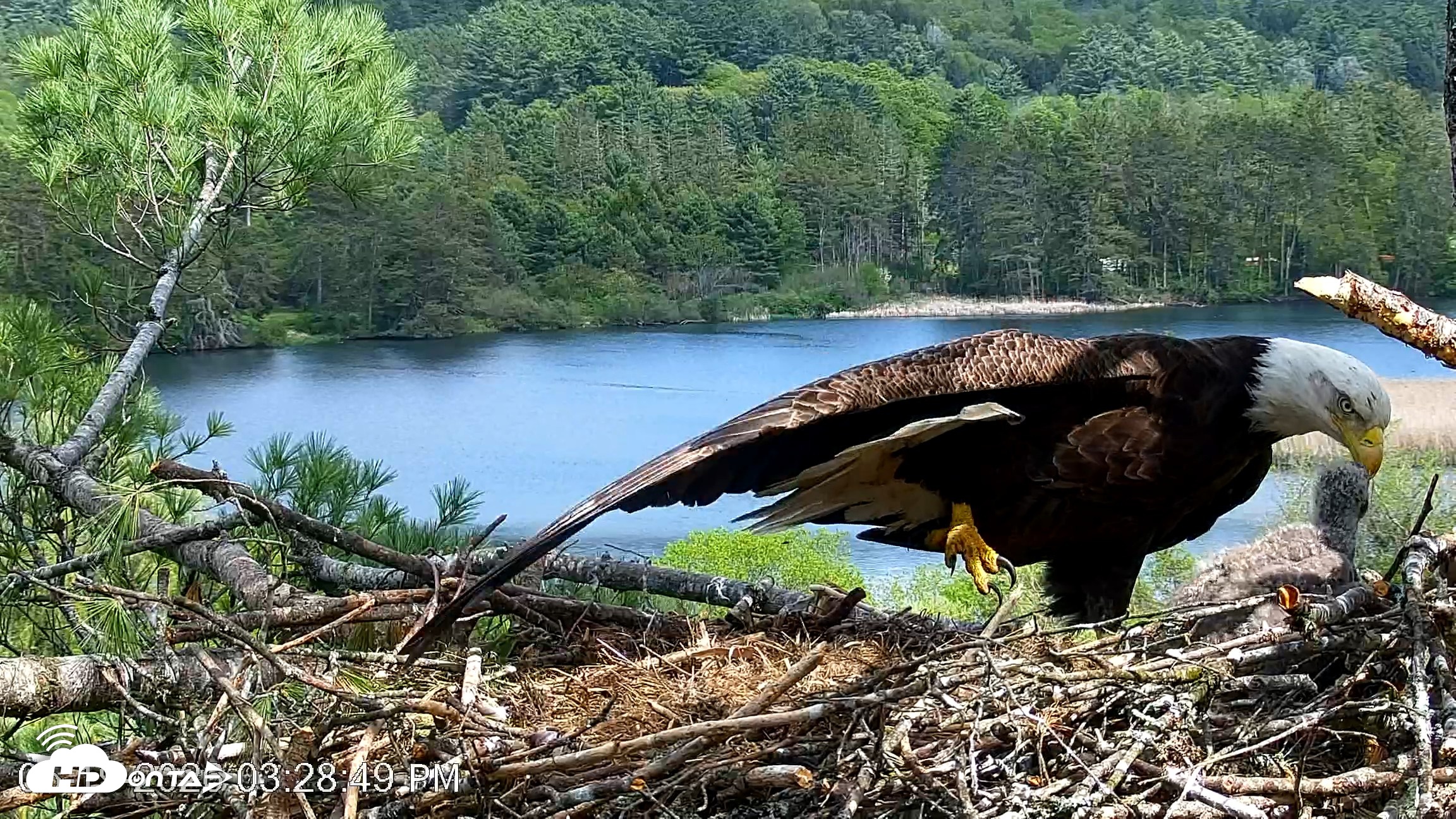 Snapshot of VINS Bald Eagles Nest Live Cams taken May 19, 2026, 3:29pm EDT