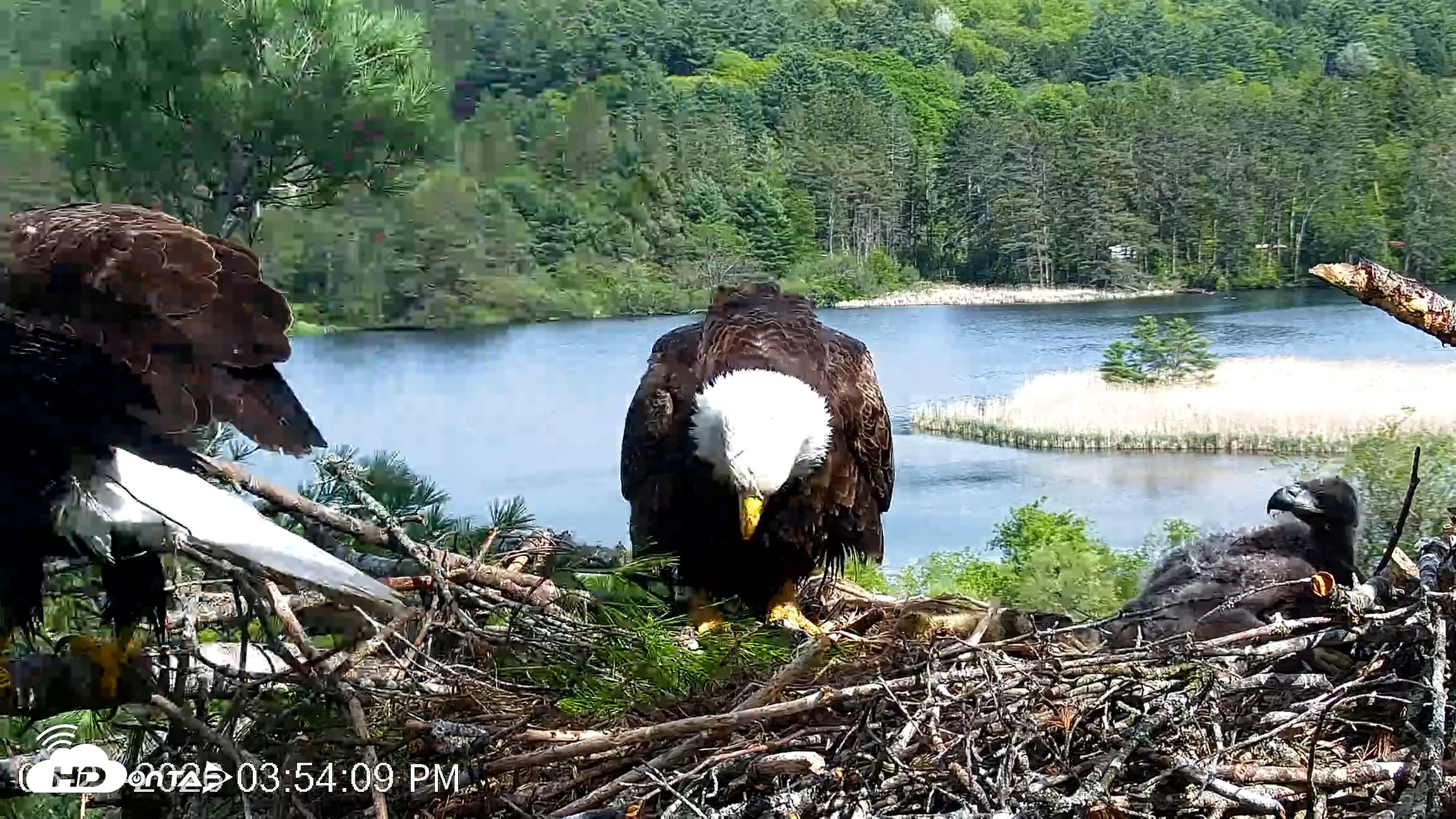 Snapshot of VINS Bald Eagles Nest Live Cams taken May 21, 2026, 3:55pm EDT