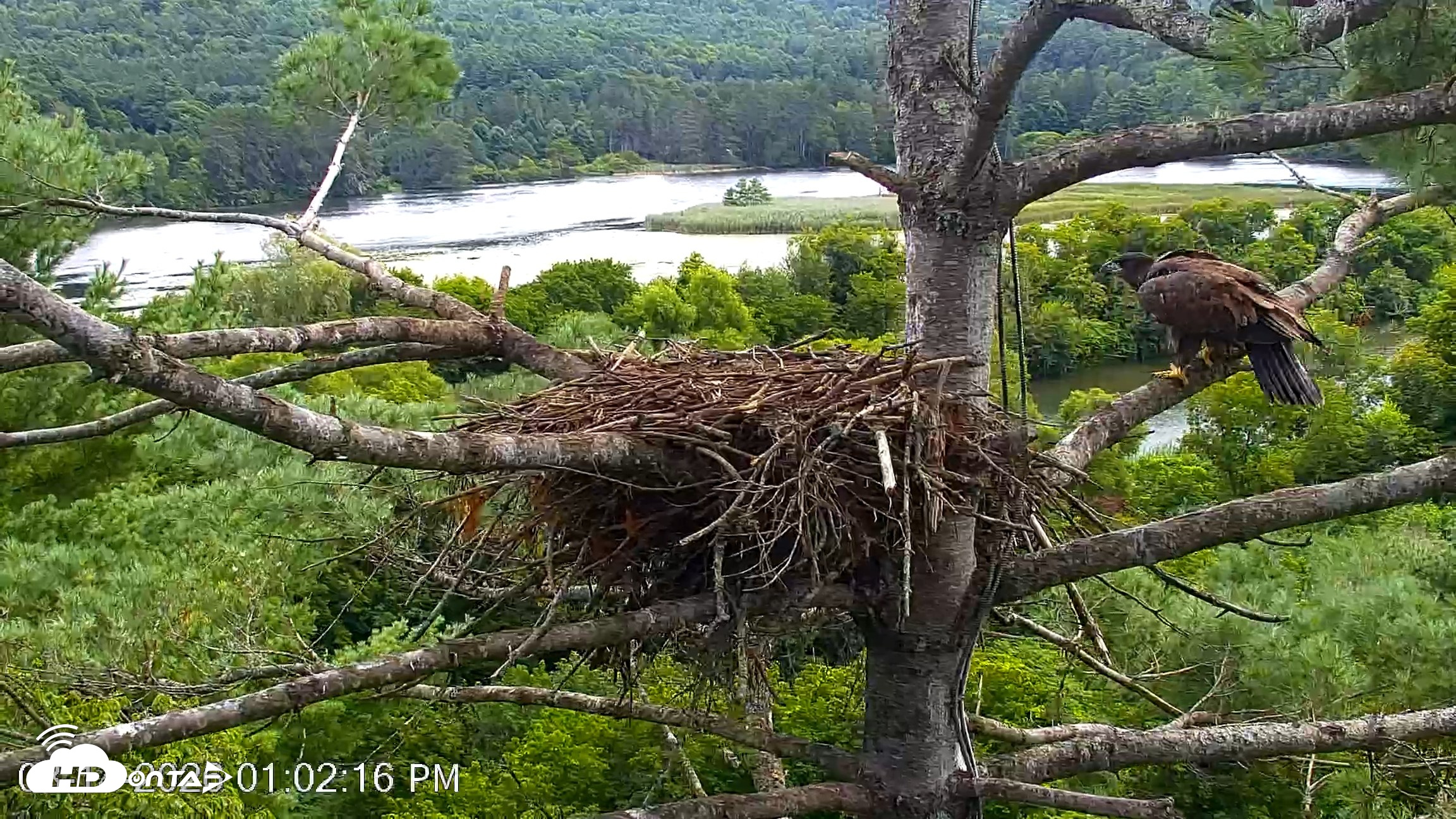 Snapshot of VINS Bald Eagles Nest Live Cams taken Aug 14, 2026, 1:03pm EDT