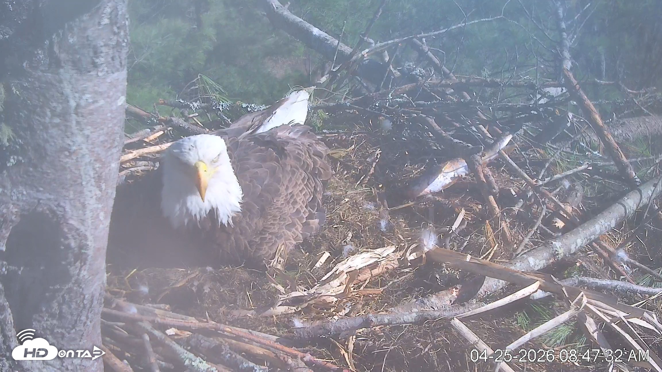 Snapshot of VINS Bald Eagles Nest Live Cams taken Apr 25, 2026, 8:48am EDT