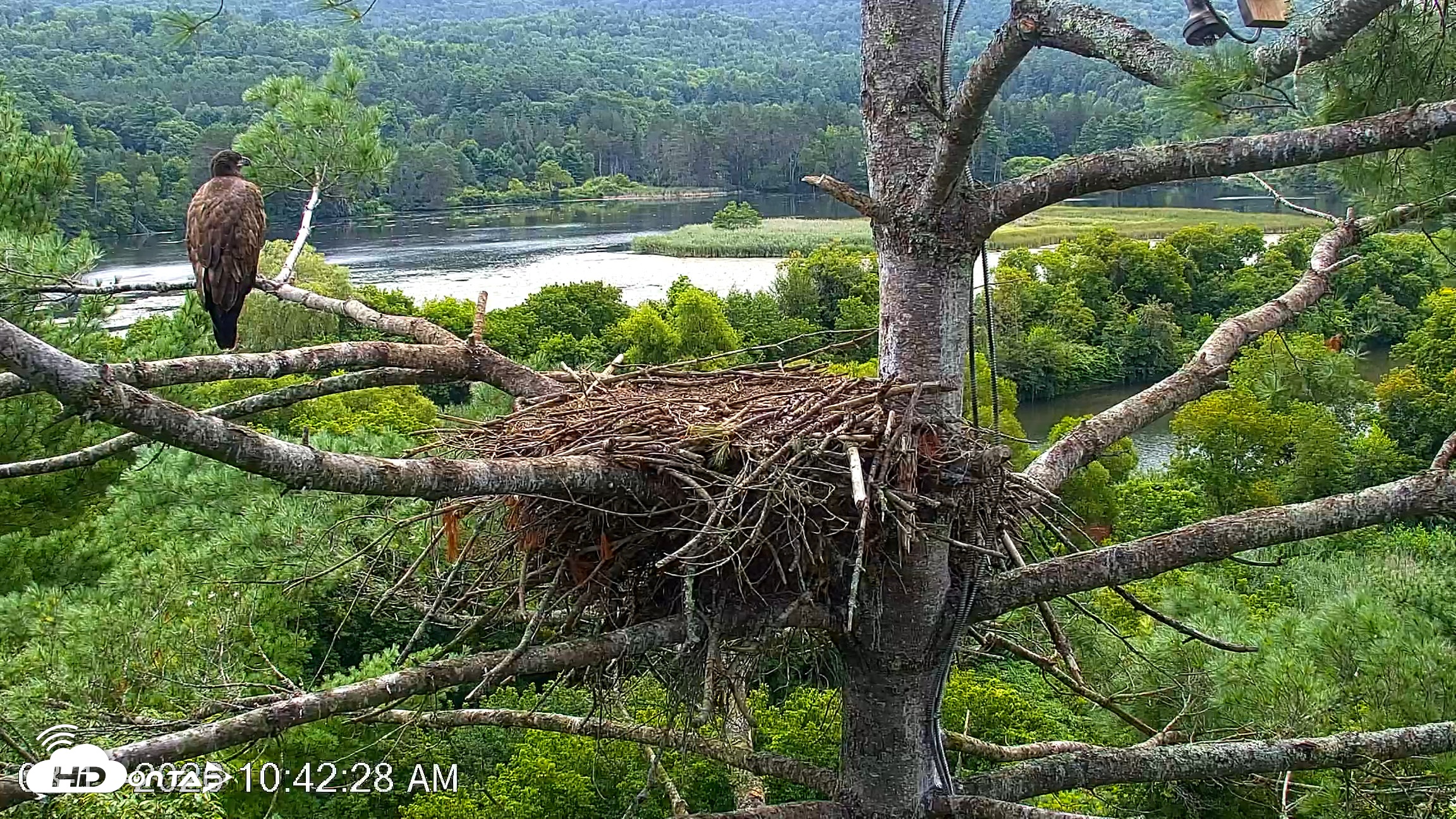 Snapshot of VINS Bald Eagles Nest Live Cams taken Aug 17, 2026, 10:43am EDT