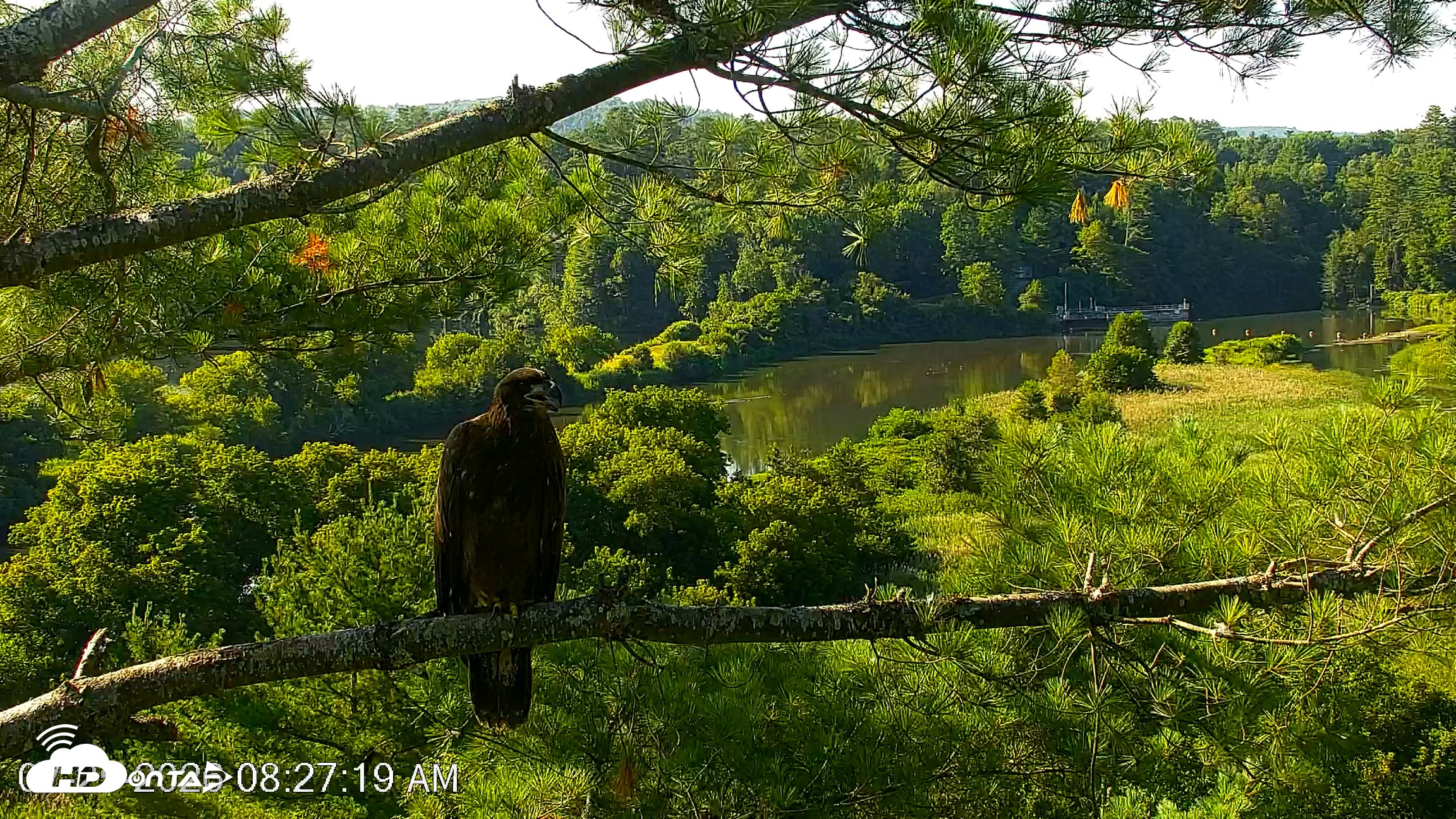 Snapshot of VINS Bald Eagles Nest Live Cams taken Jul 25, 2026, 8:27am EDT