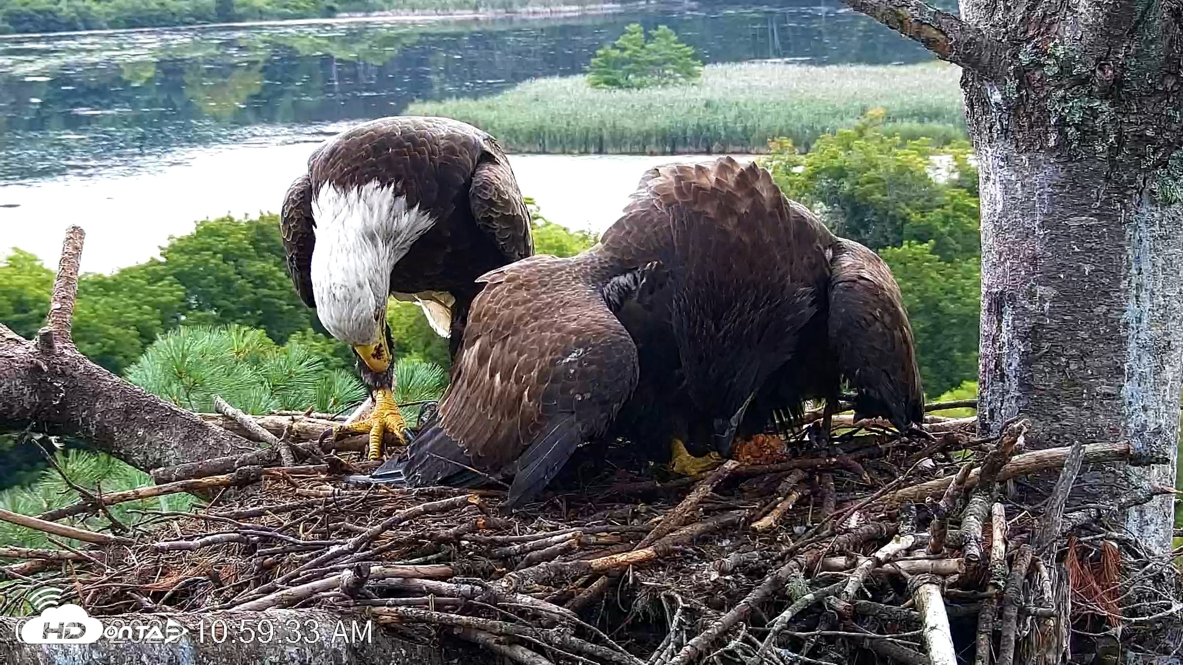 Snapshot of VINS Bald Eagles Nest Live Cams taken Aug 22, 2026, 11:00am EDT