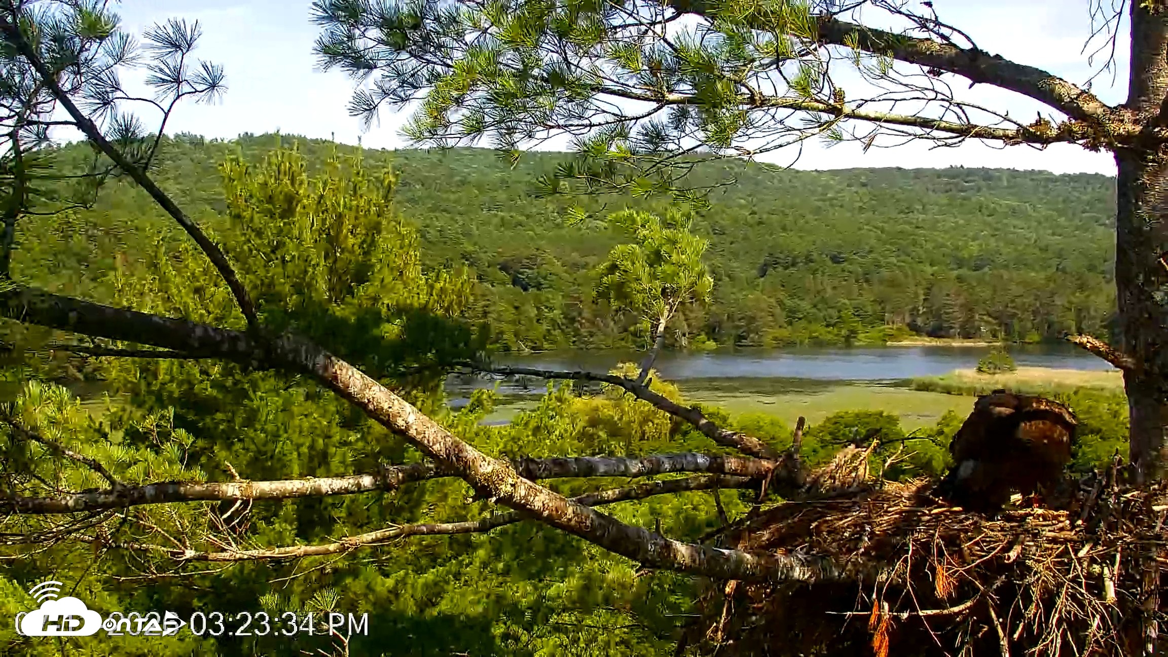 Snapshot of VINS Bald Eagles Nest Live Cams taken Jul 13, 2026, 3:26pm EDT
