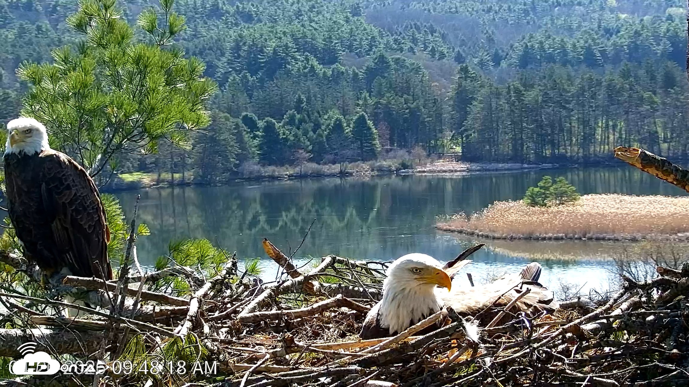 Snapshot of VINS Bald Eagles Nest Live Cams taken Apr 26, 2026, 9:49am EDT