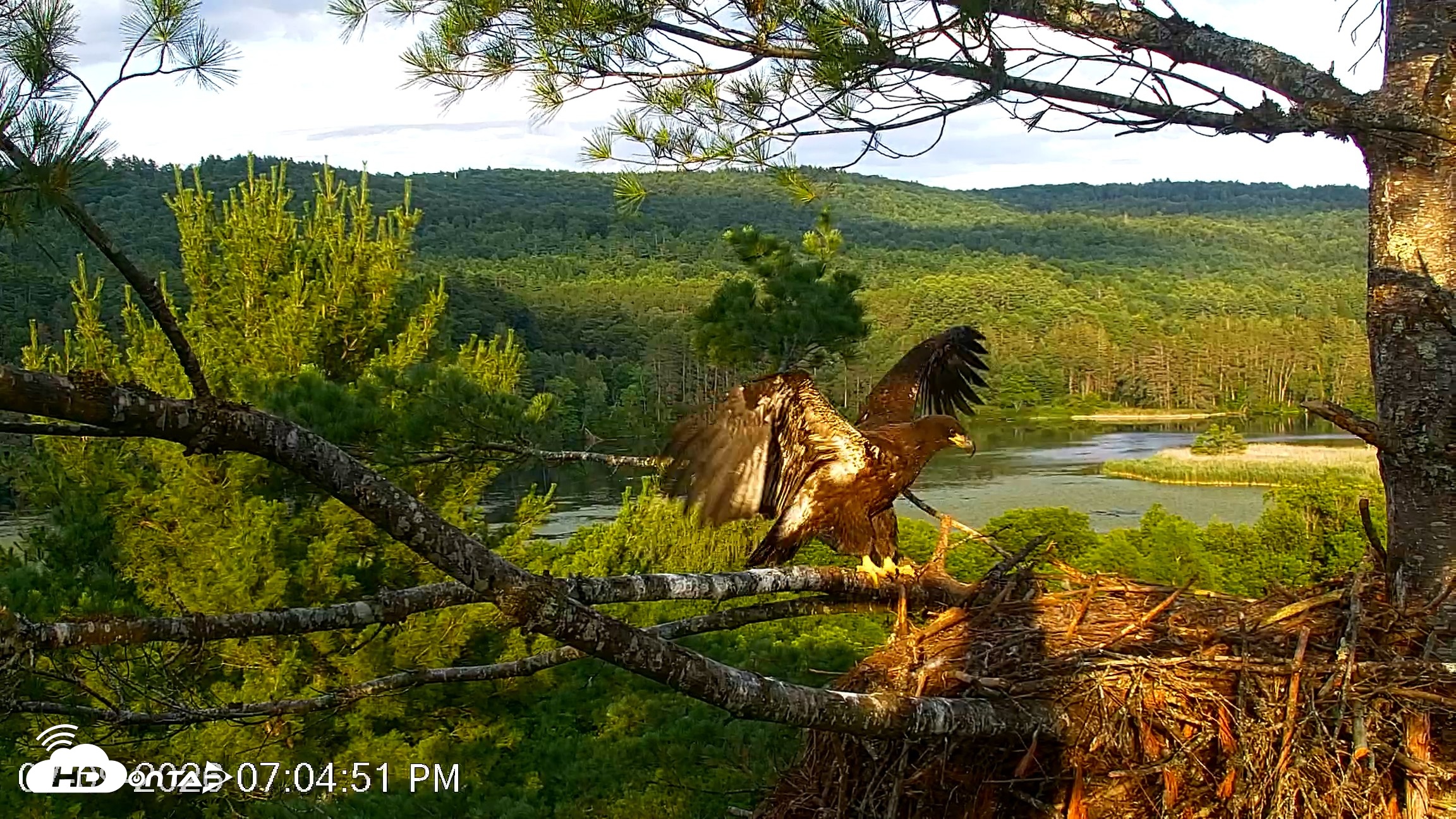 Snapshot of VINS Bald Eagles Nest Live Cams taken Jul 9, 2026, 7:05pm EDT