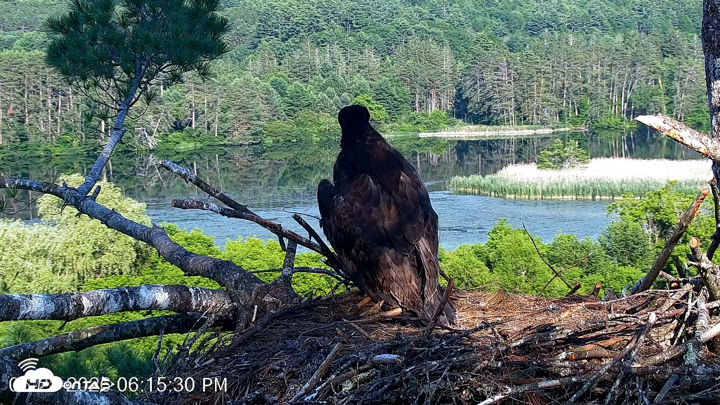 Snapshot of VINS Bald Eagles Nest Live Cams taken Jun 28, 2026, 6:16pm EDT