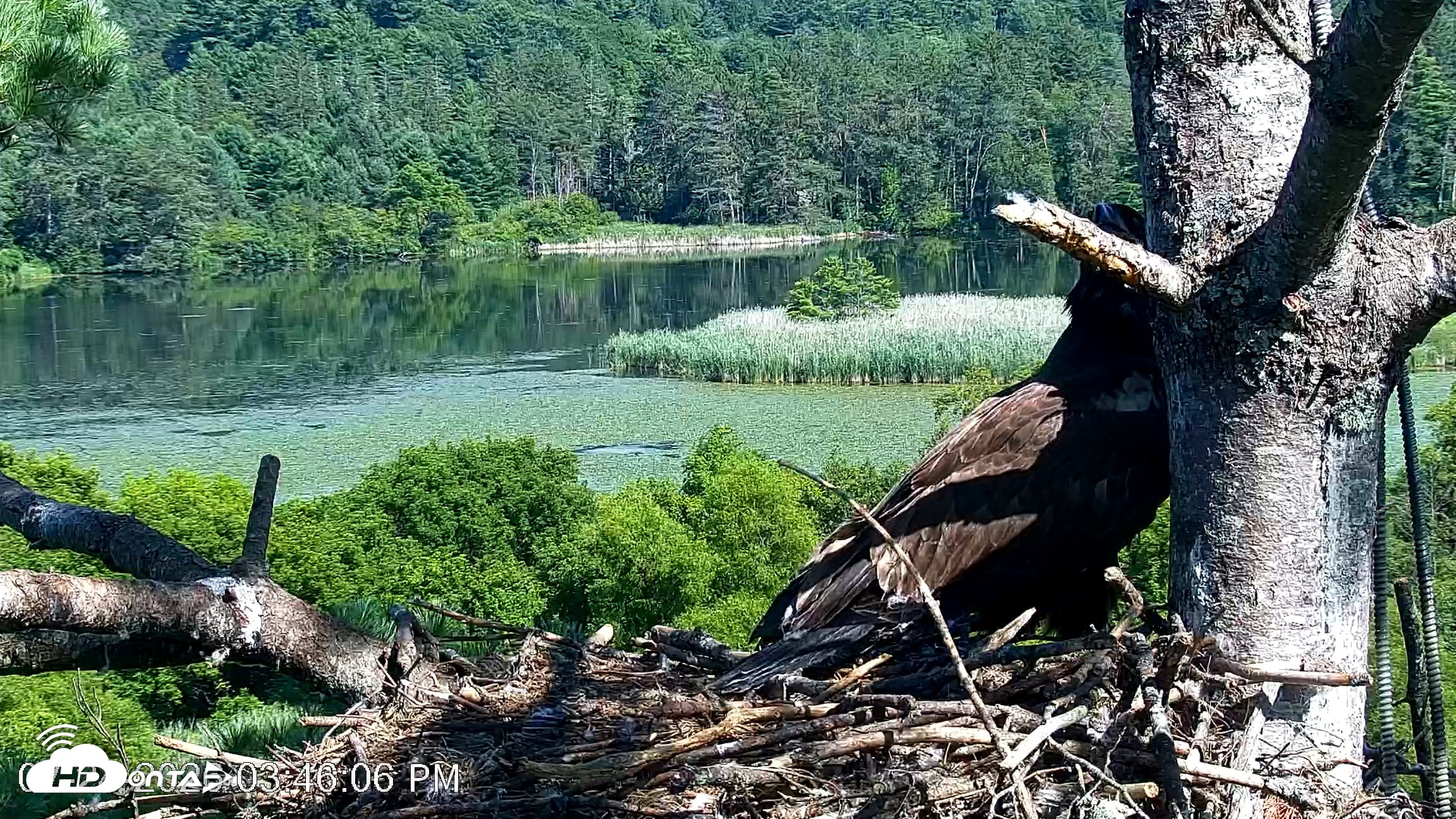 Snapshot of VINS Bald Eagles Nest Live Cams taken Jul 24, 2026, 3:46pm EDT