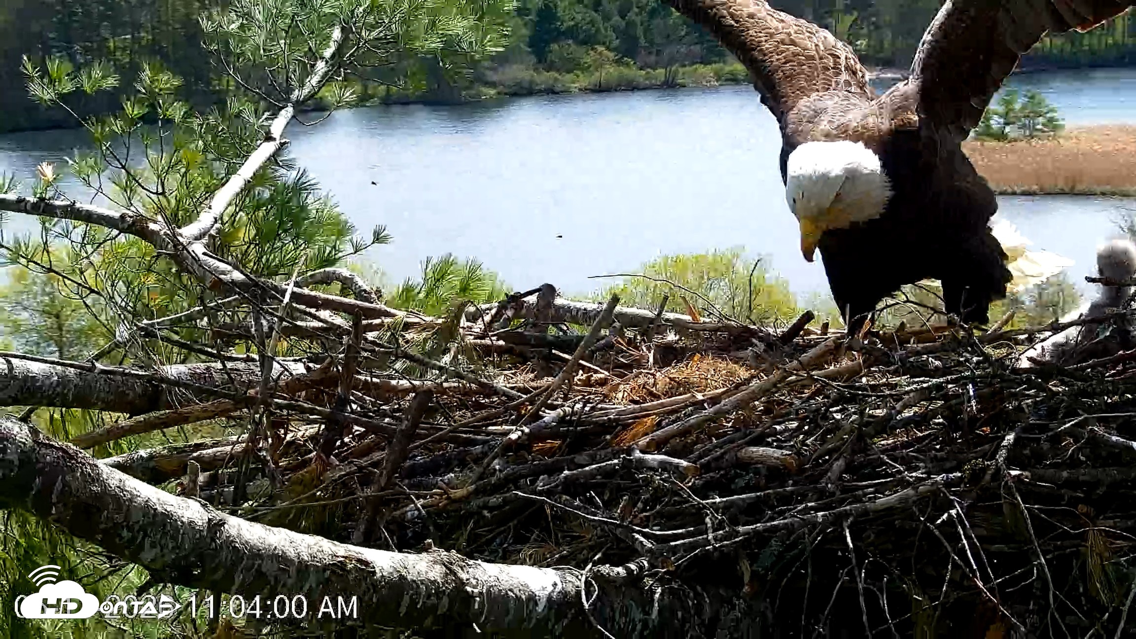 Snapshot of VINS Bald Eagles Nest Live Cams taken May 11, 2026, 11:04am EDT