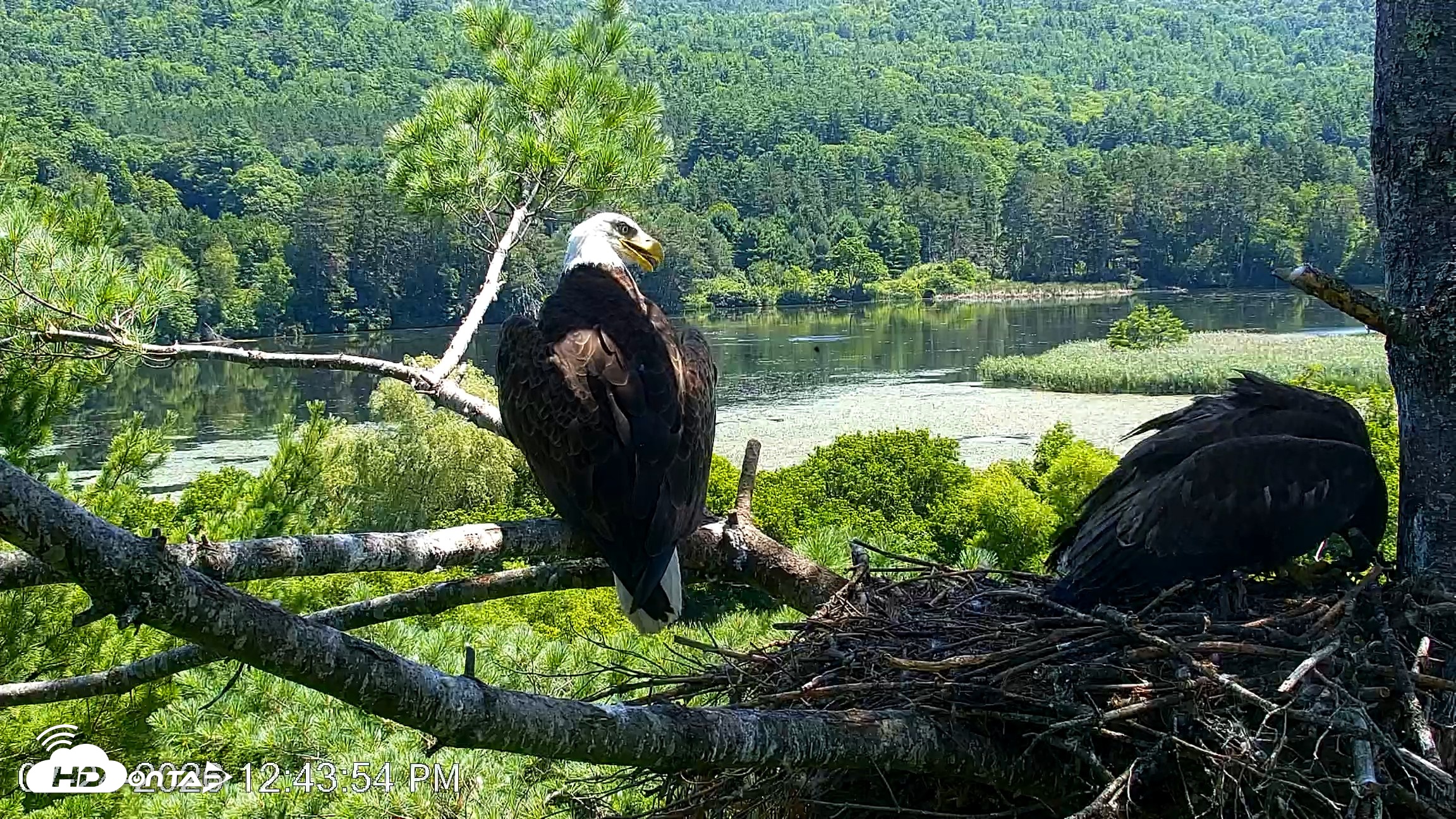 Snapshot of VINS Bald Eagles Nest Live Cams taken Jul 24, 2026, 12:44pm EDT