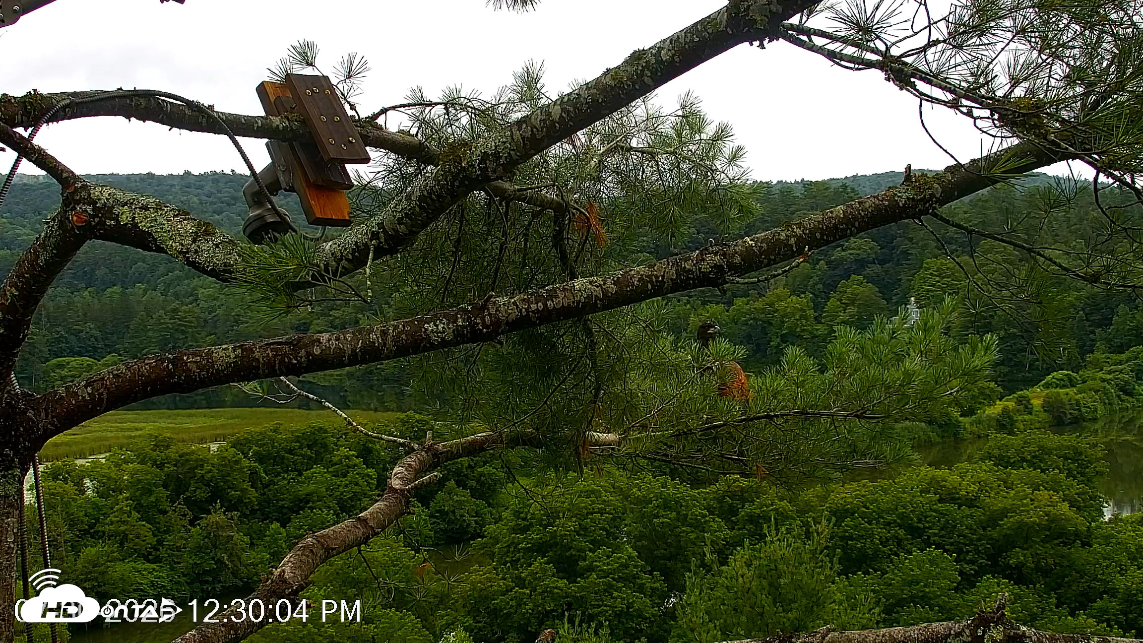 Snapshot of VINS Bald Eagles Nest Live Cams taken Jul 30, 2026, 12:30pm EDT