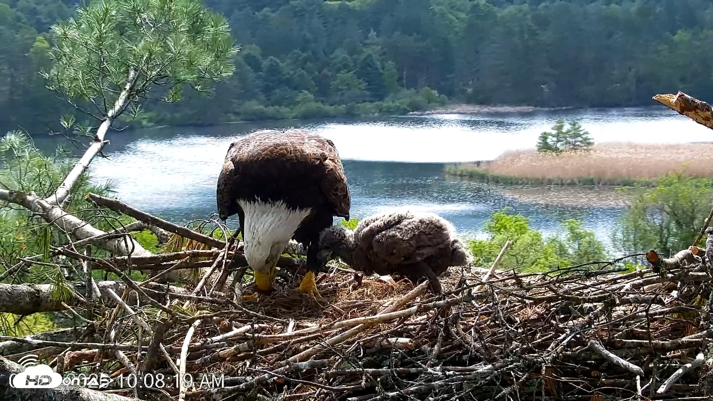 Snapshot of VINS Bald Eagles Nest Live Cams taken May 20, 2026, 10:09am EDT