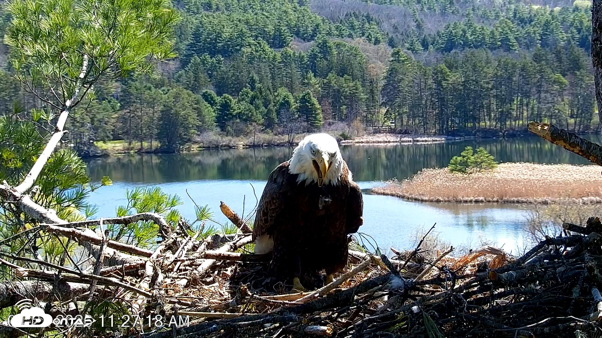 Snapshot of VINS Bald Eagles Nest Live Cams taken Apr 27, 2026, 11:27am EDT