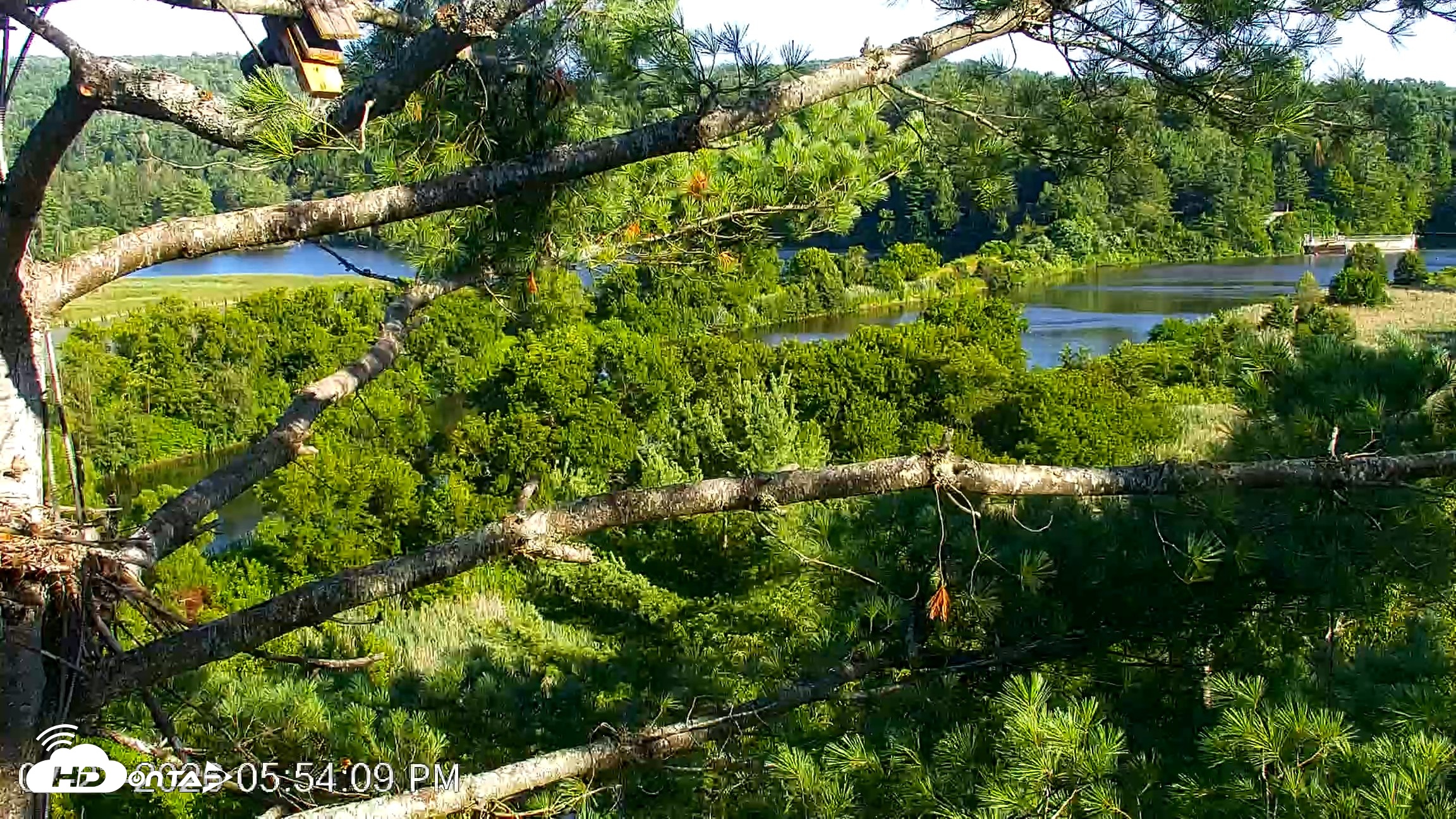Snapshot of VINS Bald Eagles Nest Live Cams taken Jul 23, 2026, 5:55pm EDT