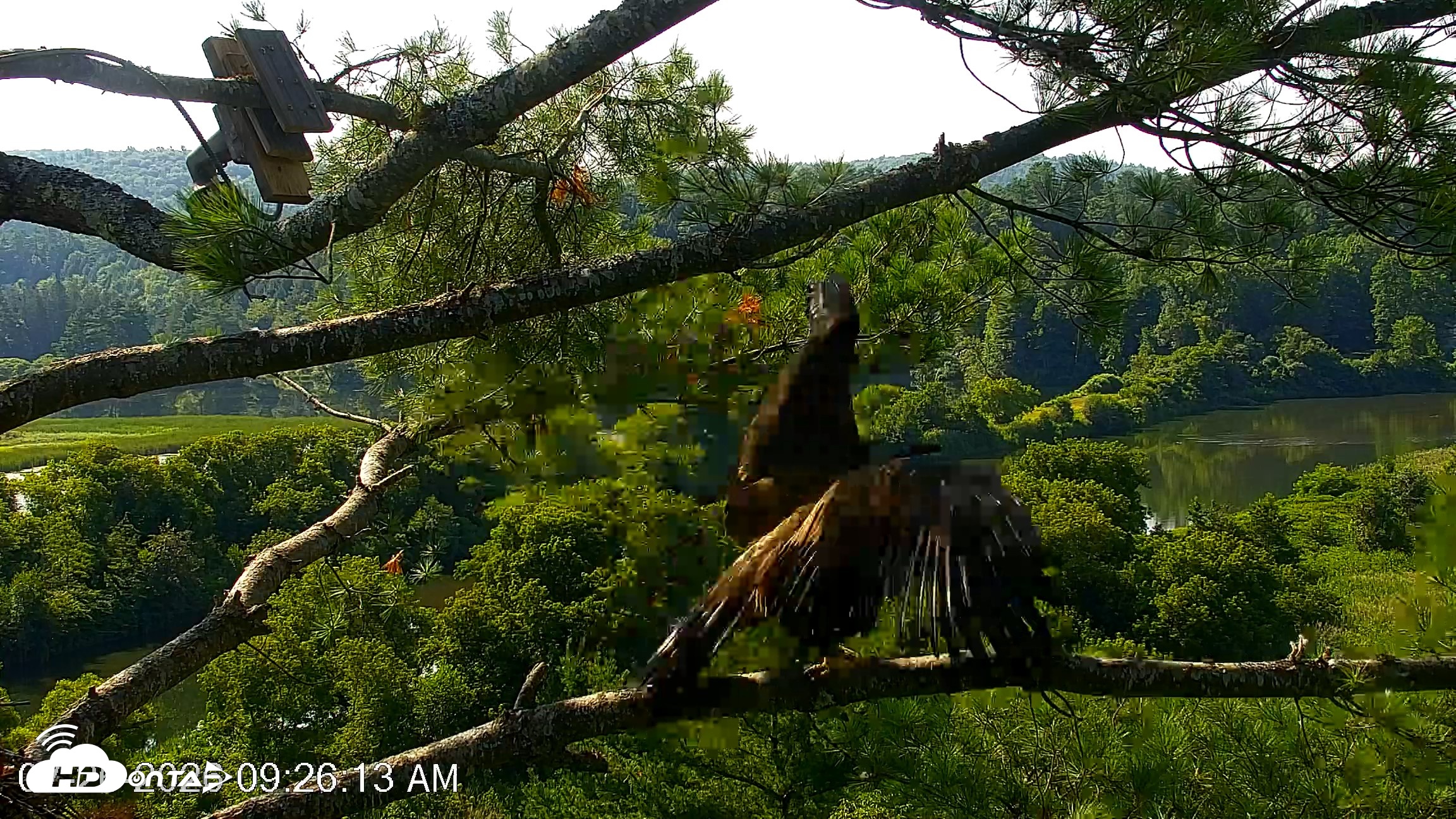 Snapshot of VINS Bald Eagles Nest Live Cams taken Jul 26, 2026, 9:26am EDT