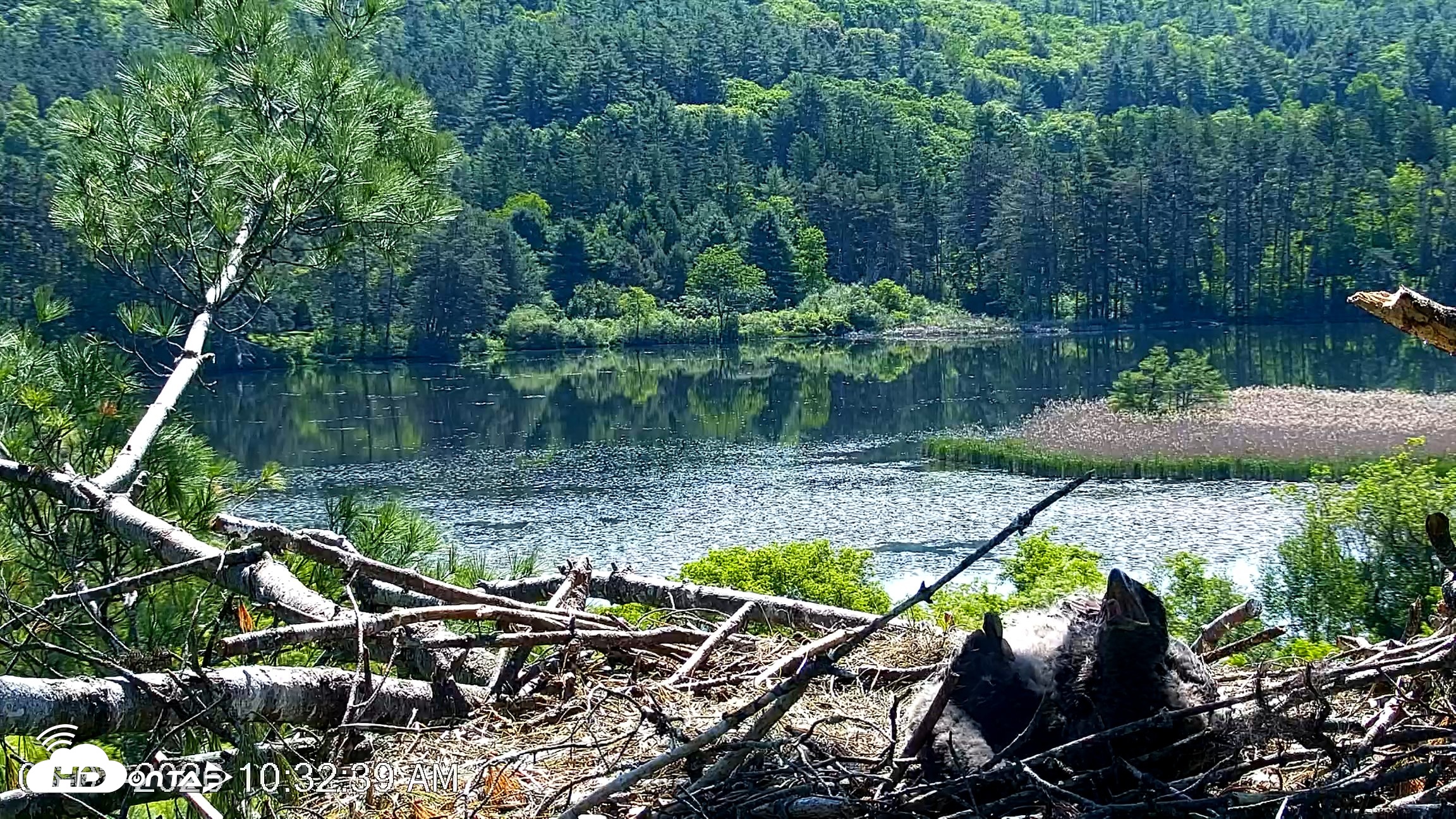Snapshot of VINS Bald Eagles Nest Live Cams taken Jun 3, 2026, 10:33am EDT