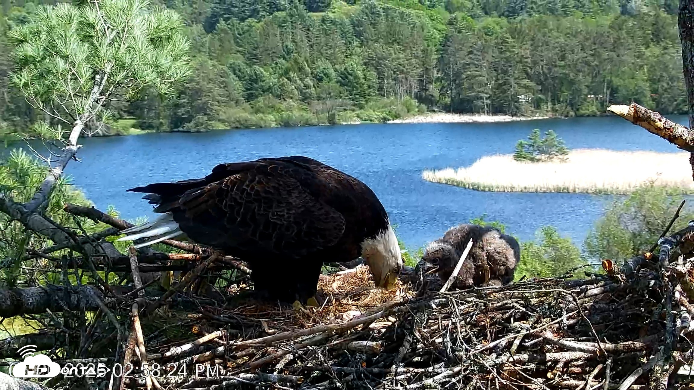 Snapshot of VINS Bald Eagles Nest Live Cams taken May 20, 2026, 2:59pm EDT