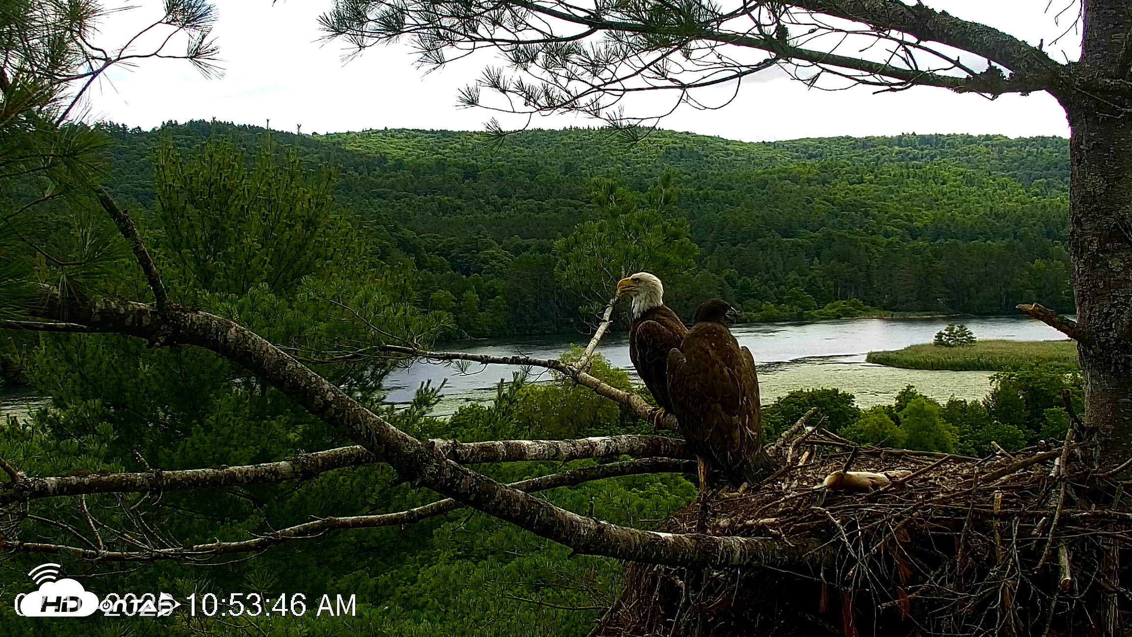 Snapshot of VINS Bald Eagles Nest Live Cams taken Jul 10, 2026, 10:54am EDT